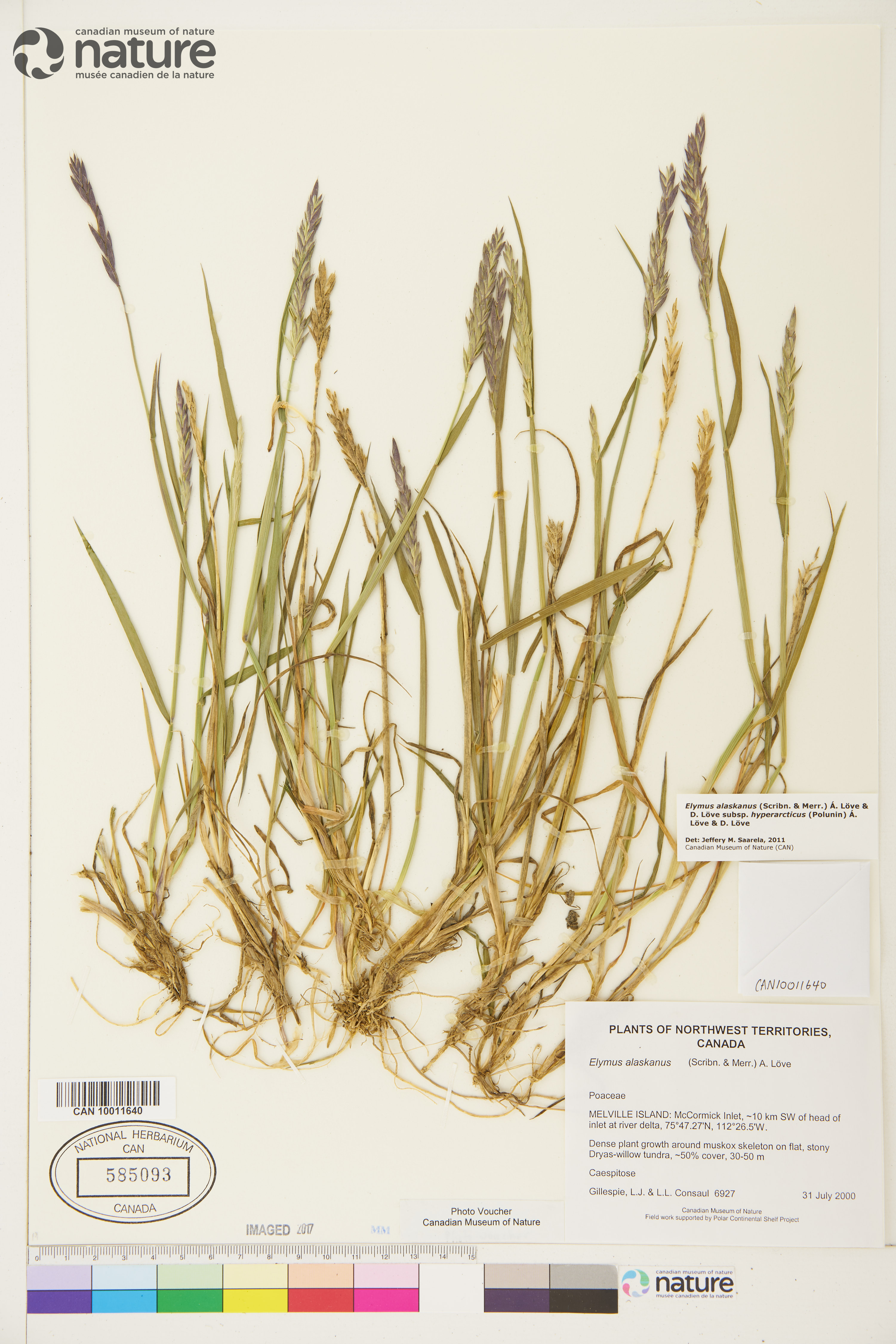 Elymus alaskanus image