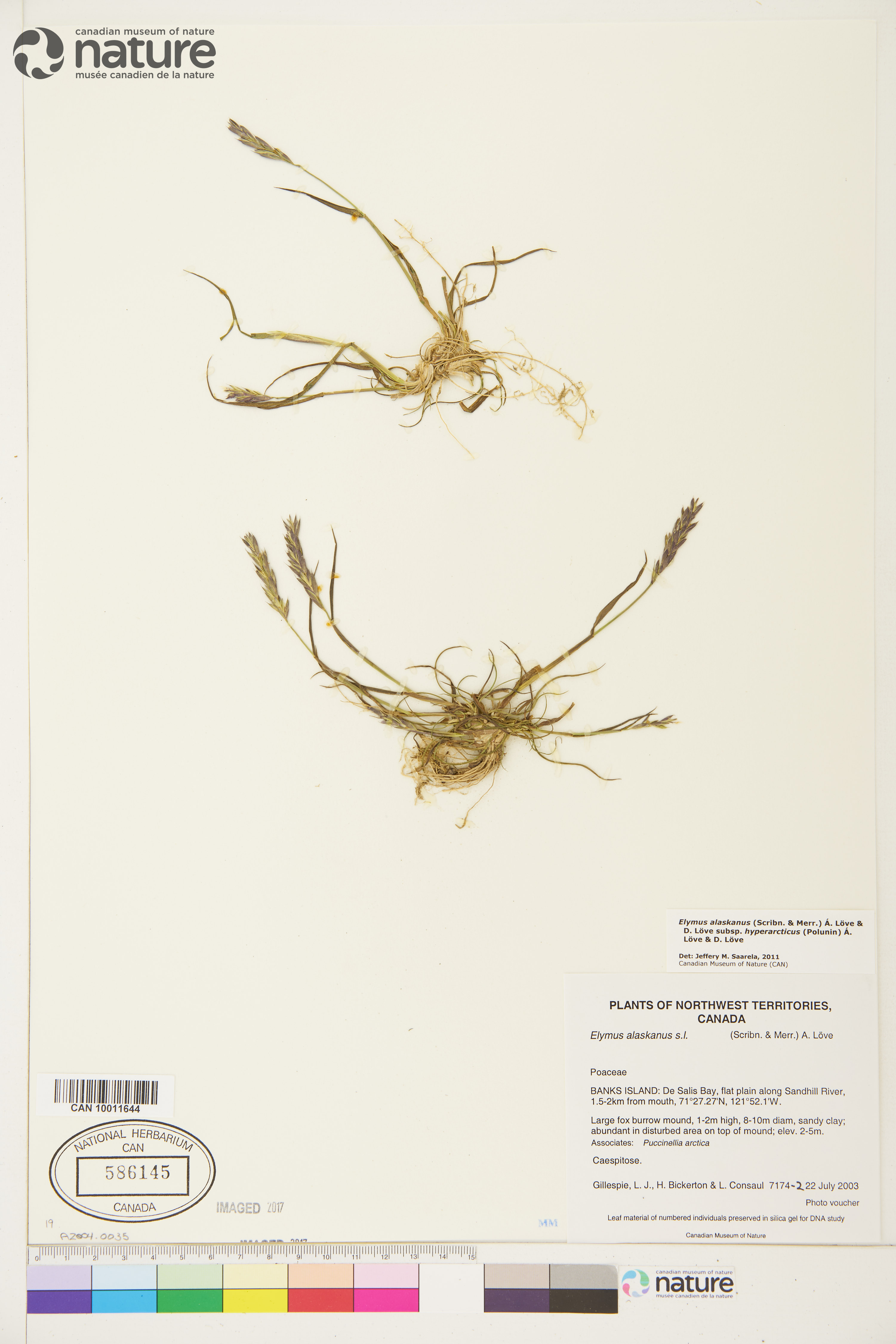 Elymus alaskanus subsp. hyperarcticus image