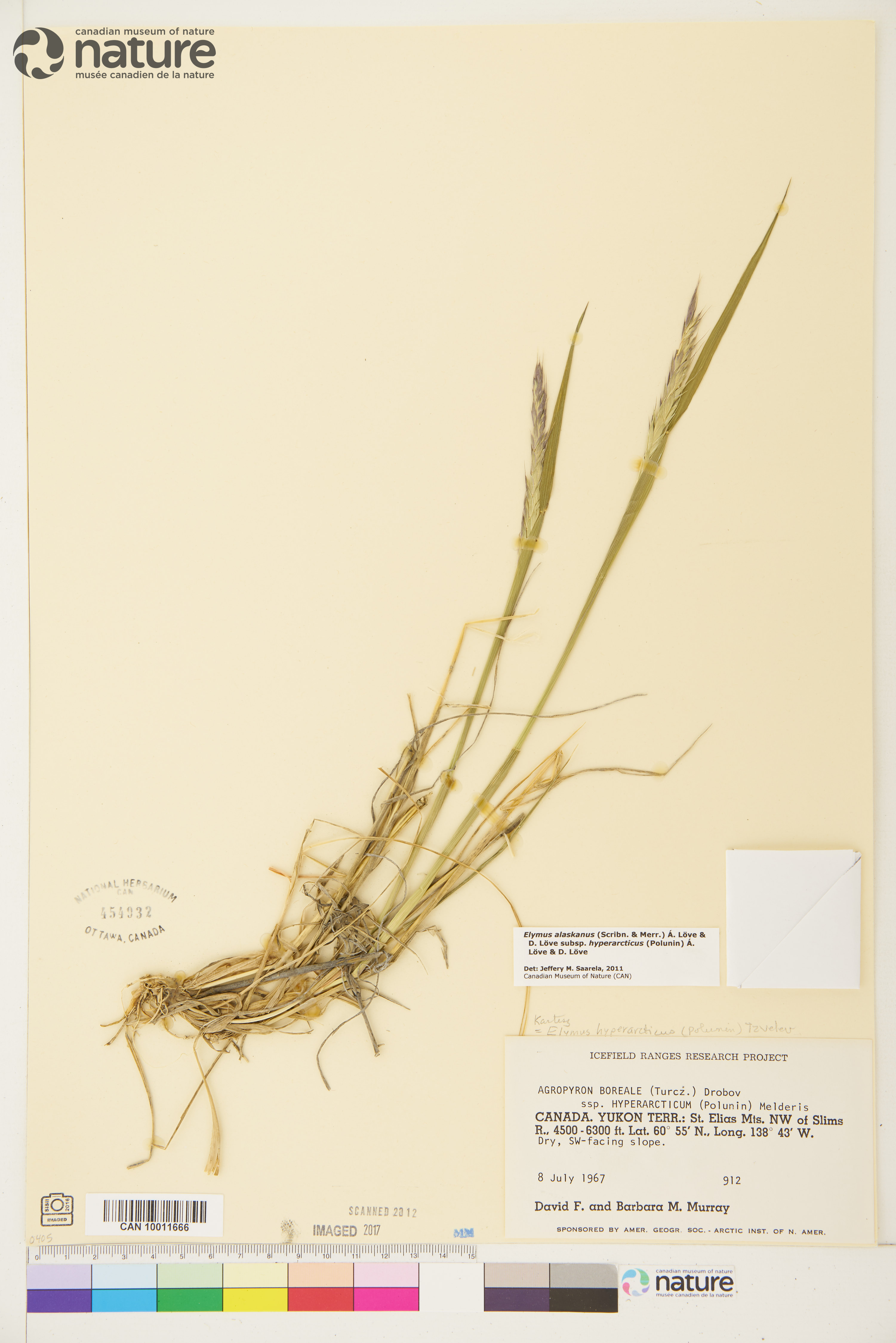 Elymus alaskanus subsp. hyperarcticus image