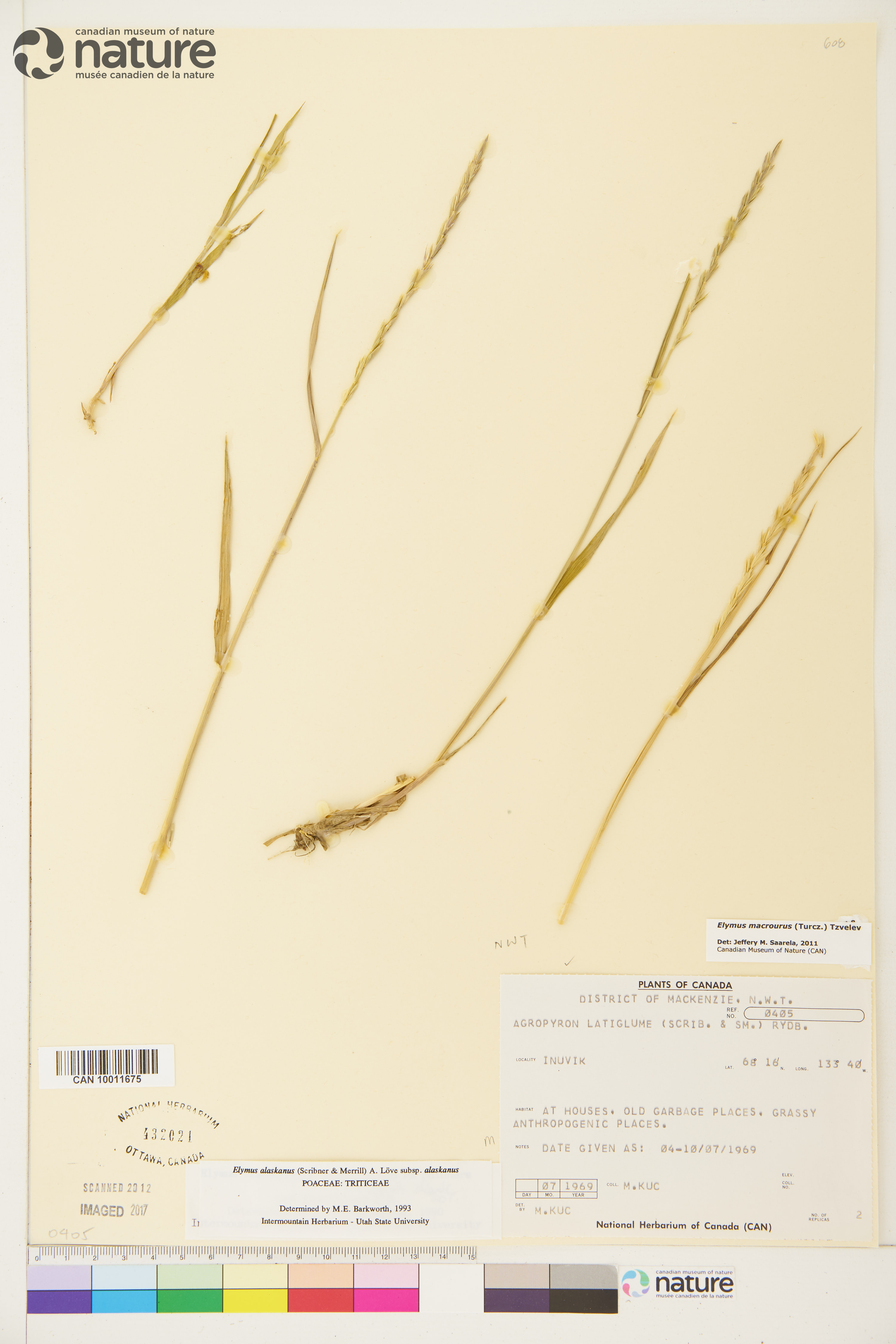 Elymus macrourus image