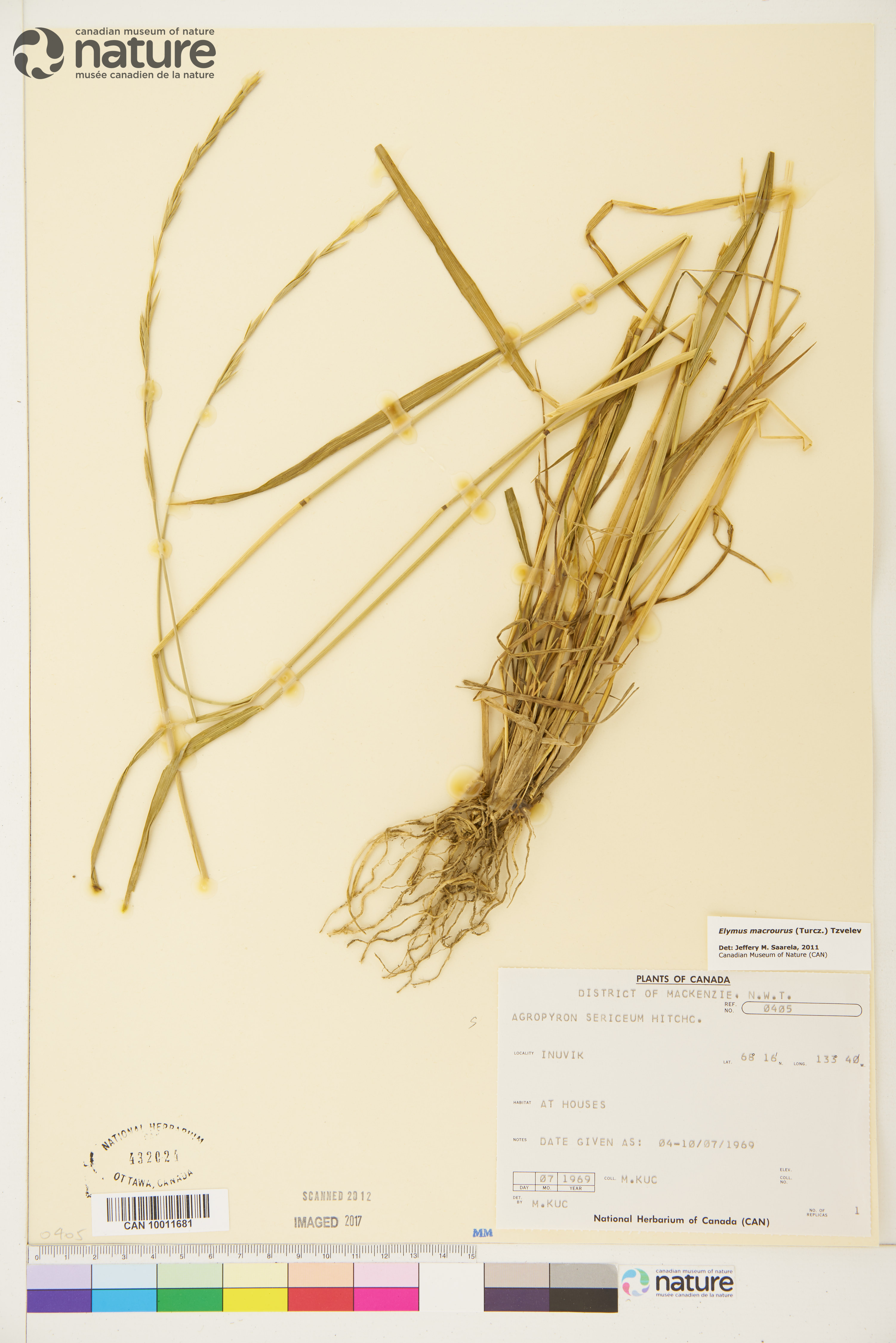 Elymus macrourus image