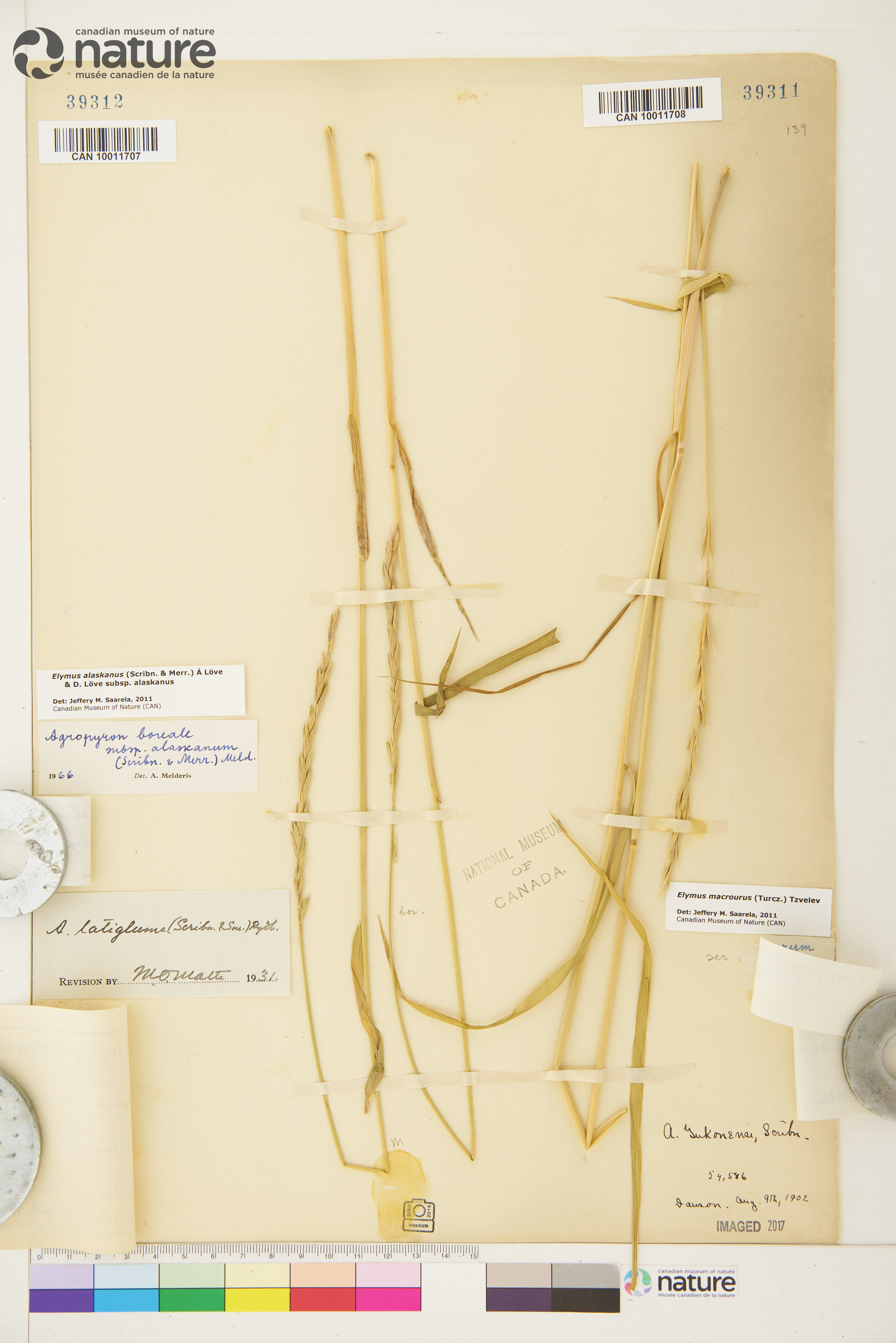 Elymus macrourus image
