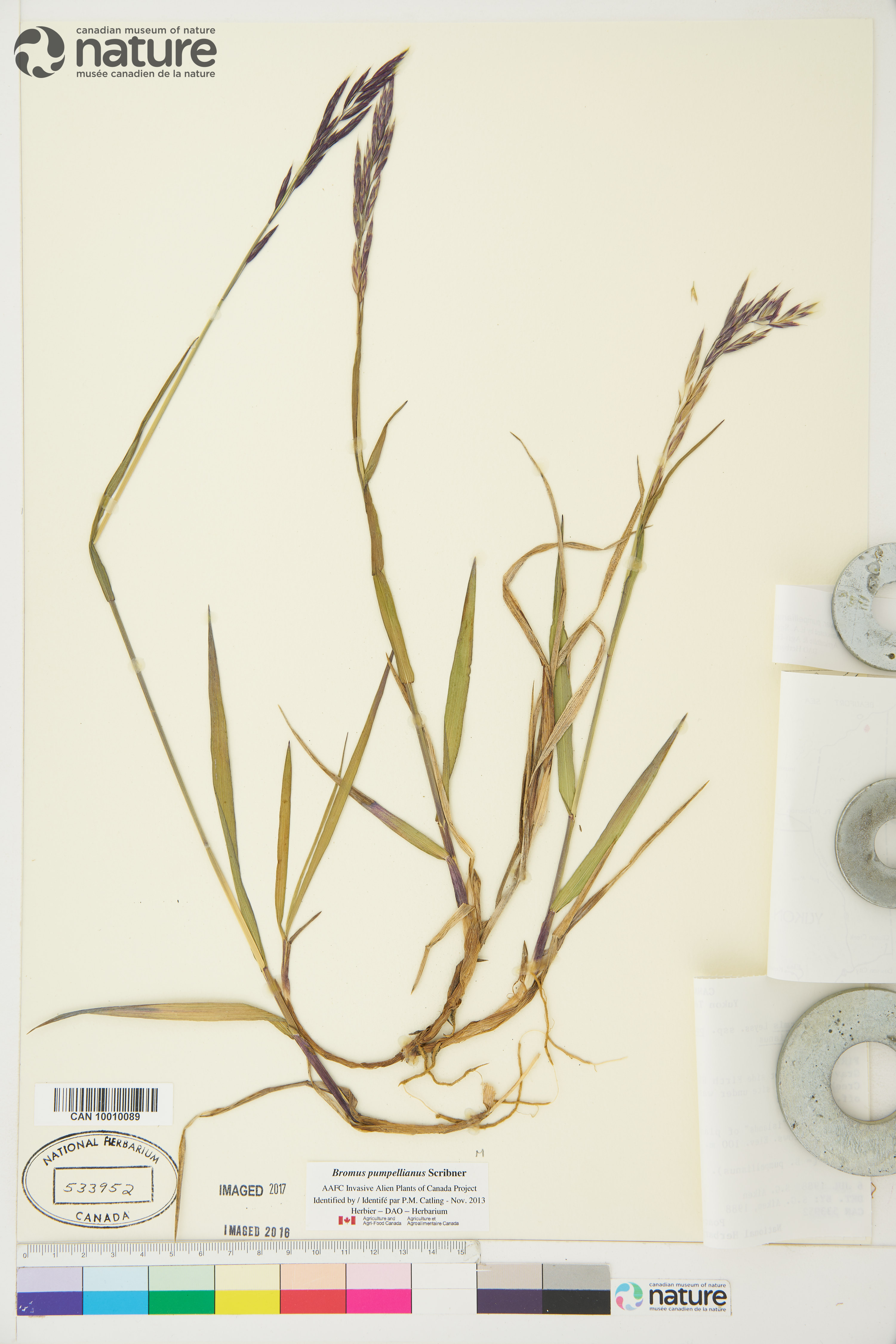 Bromus pumpellianus image