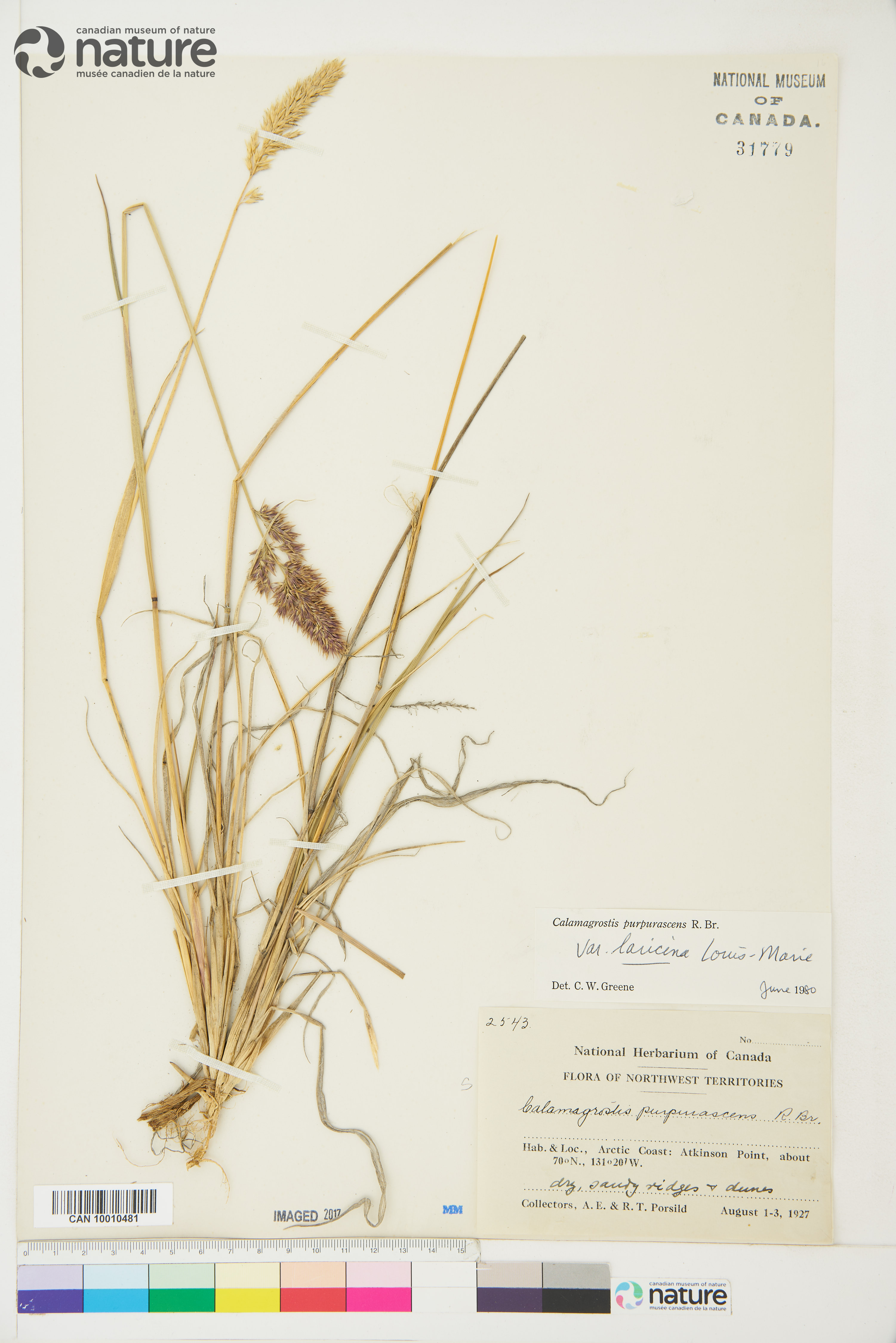 Calamagrostis purpurascens image