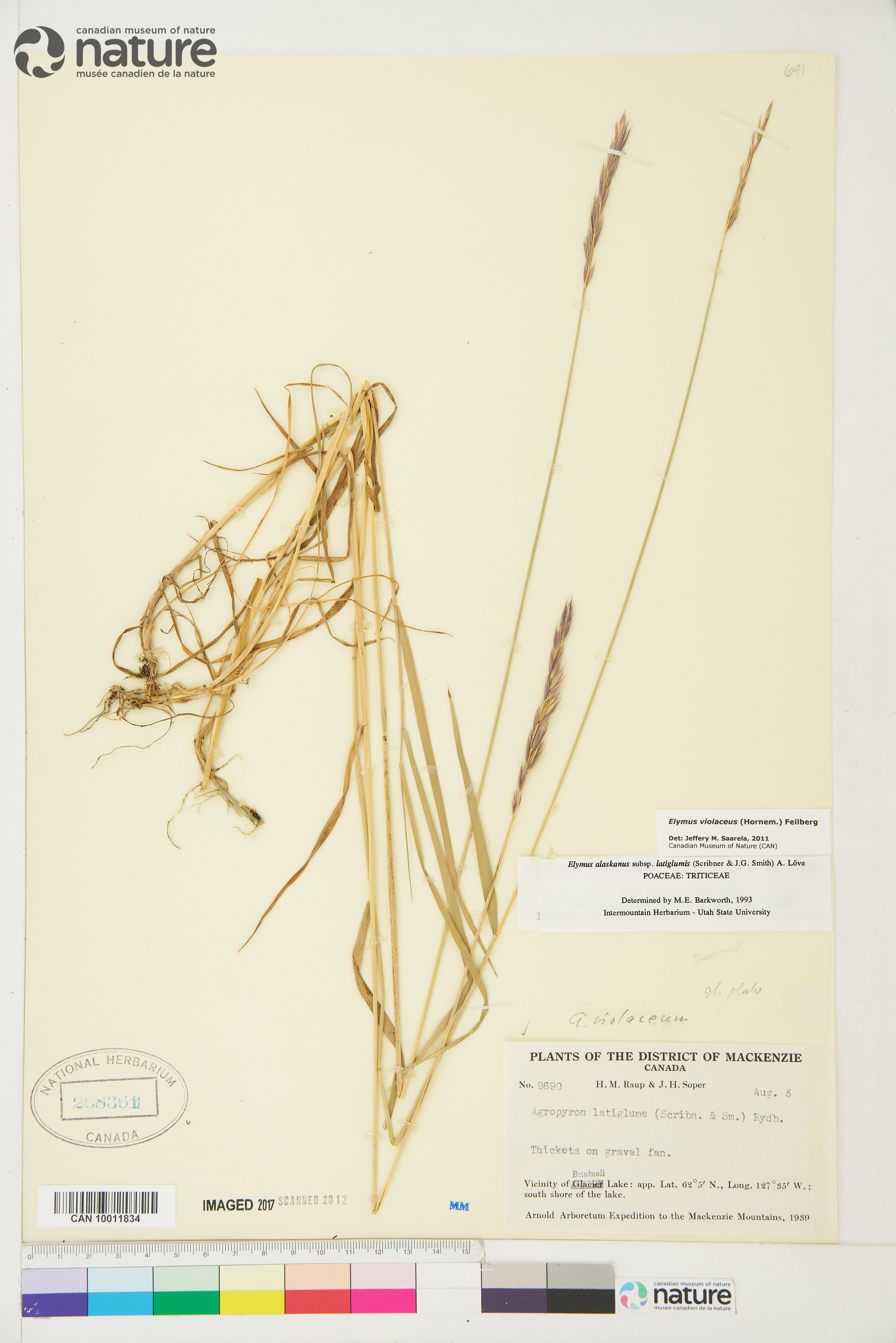 Elymus violaceus image
