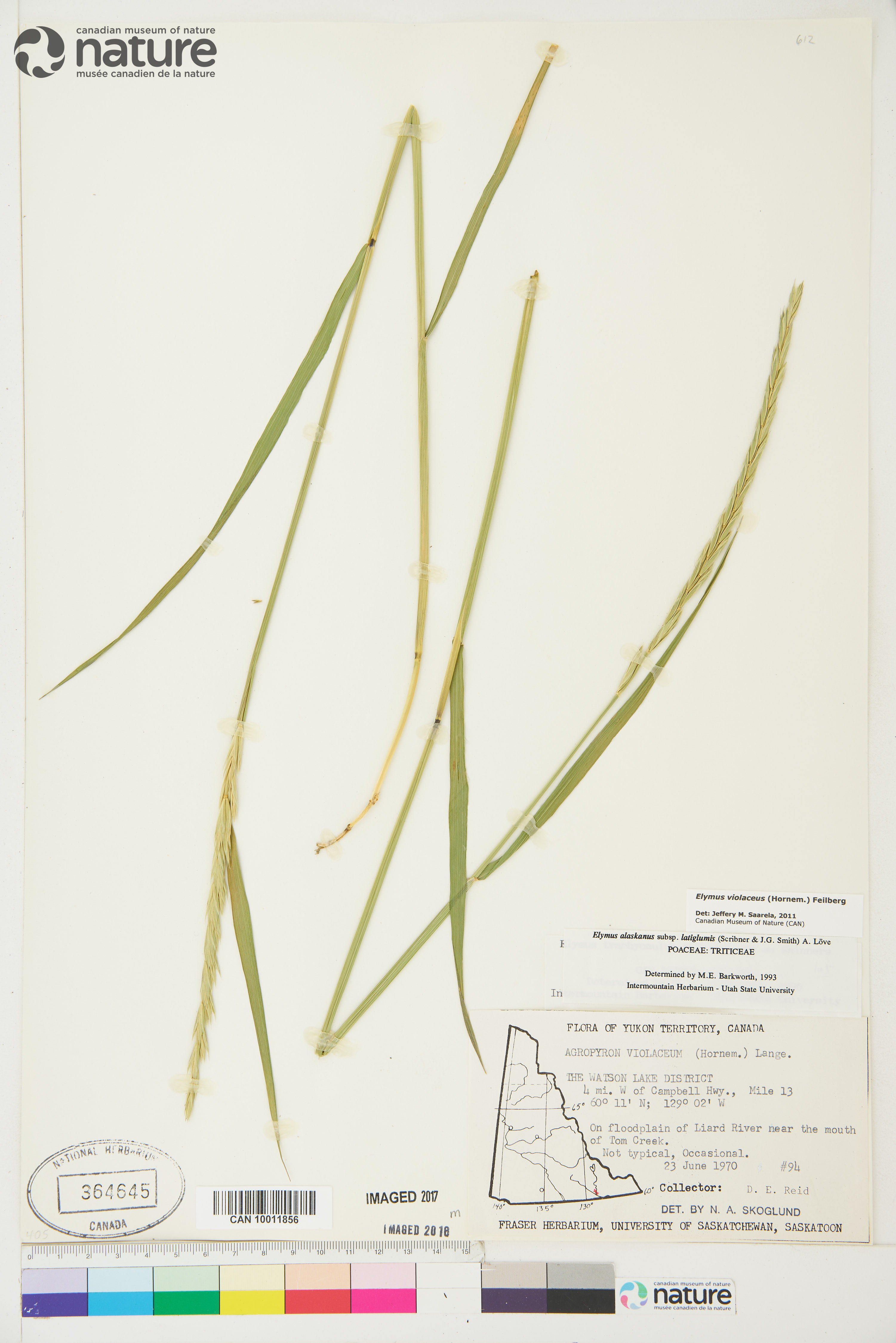 Elymus violaceus image