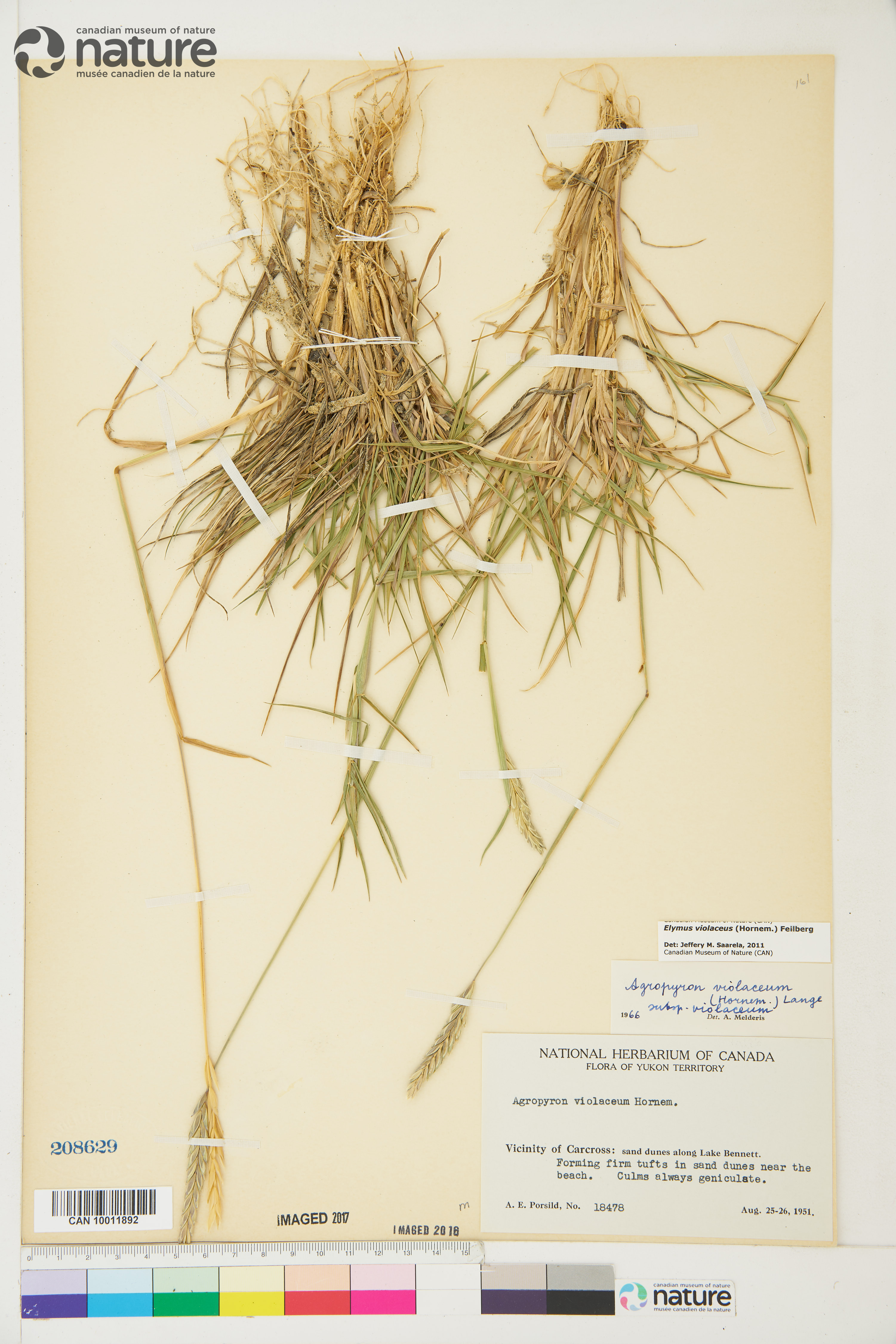 Elymus violaceus image
