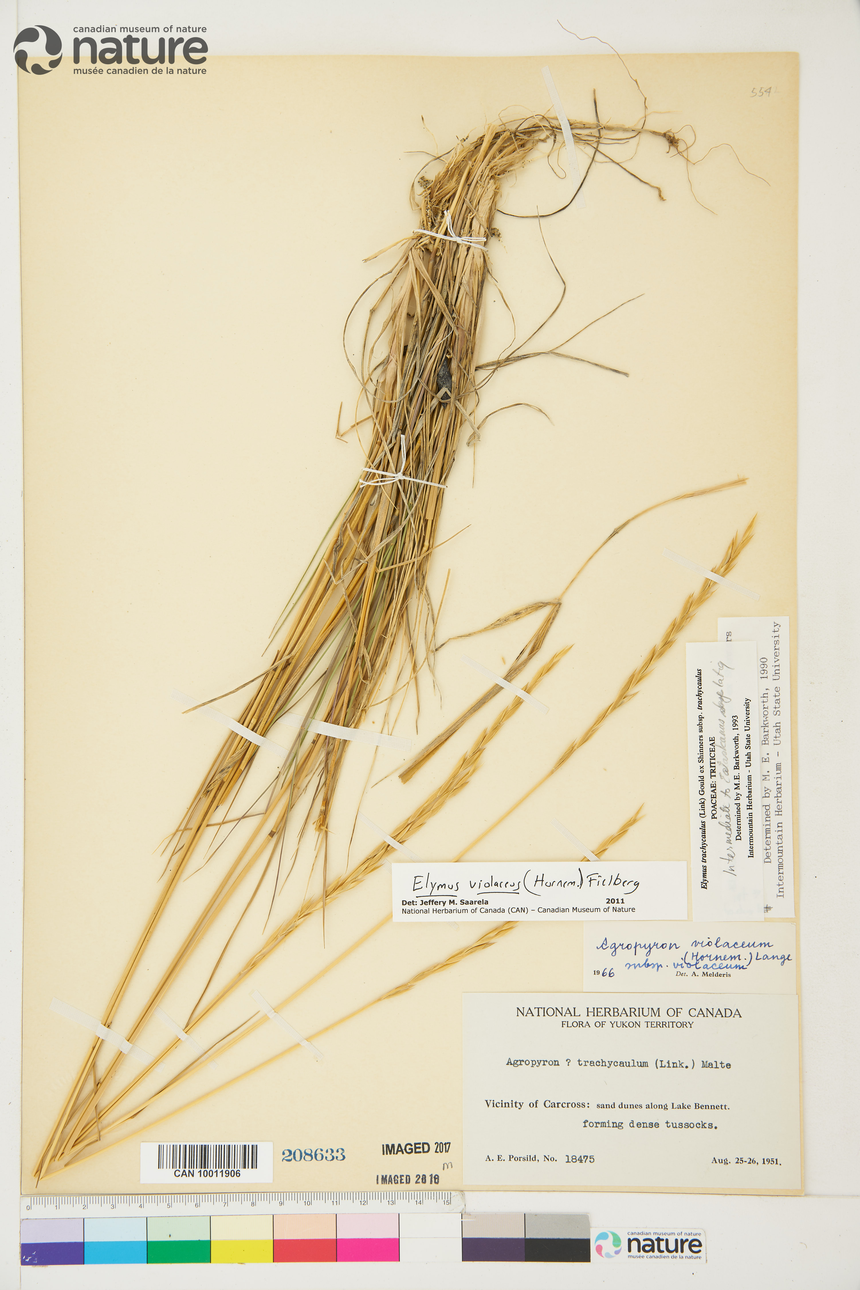 Elymus violaceus image