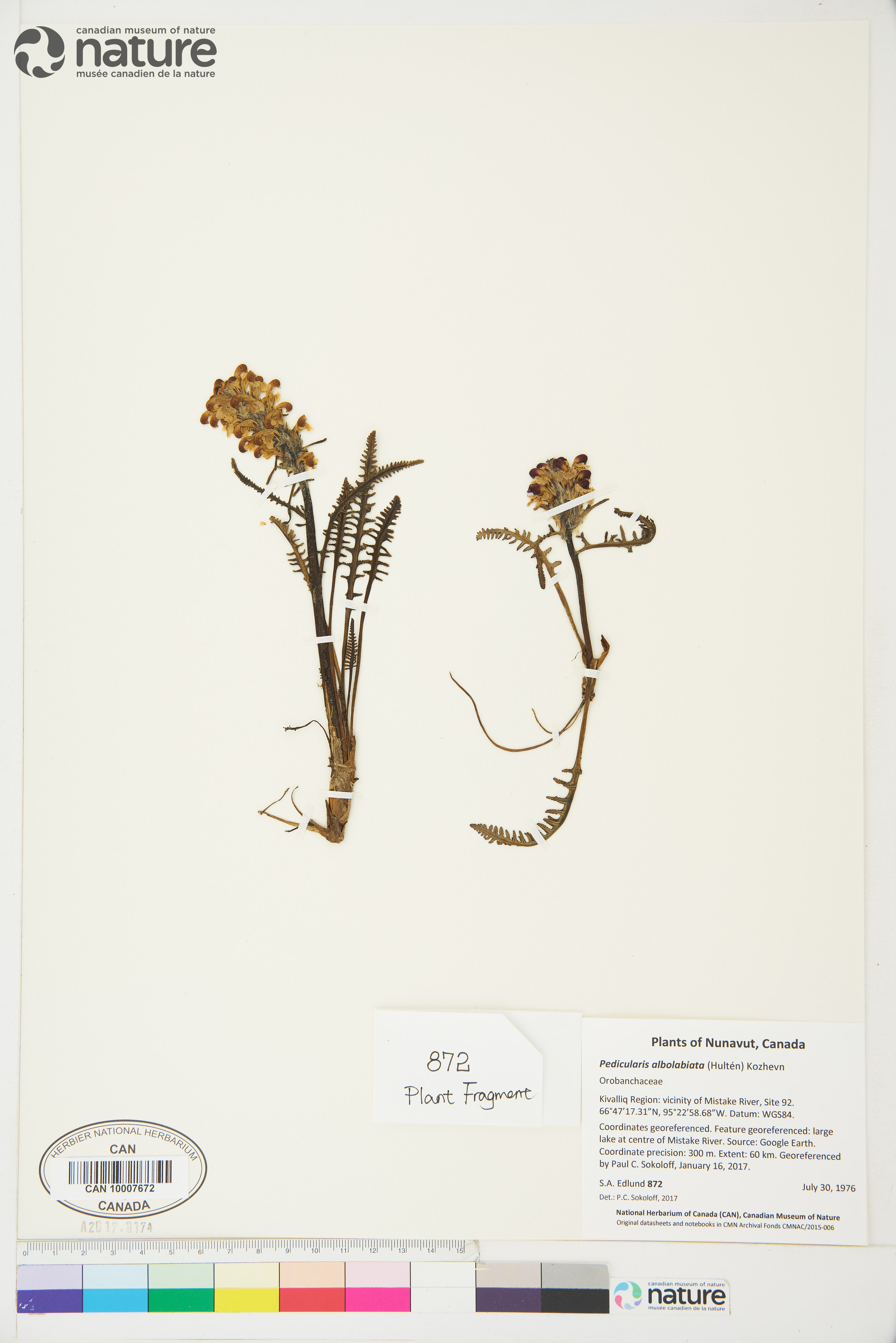Pedicularis albolabiata image