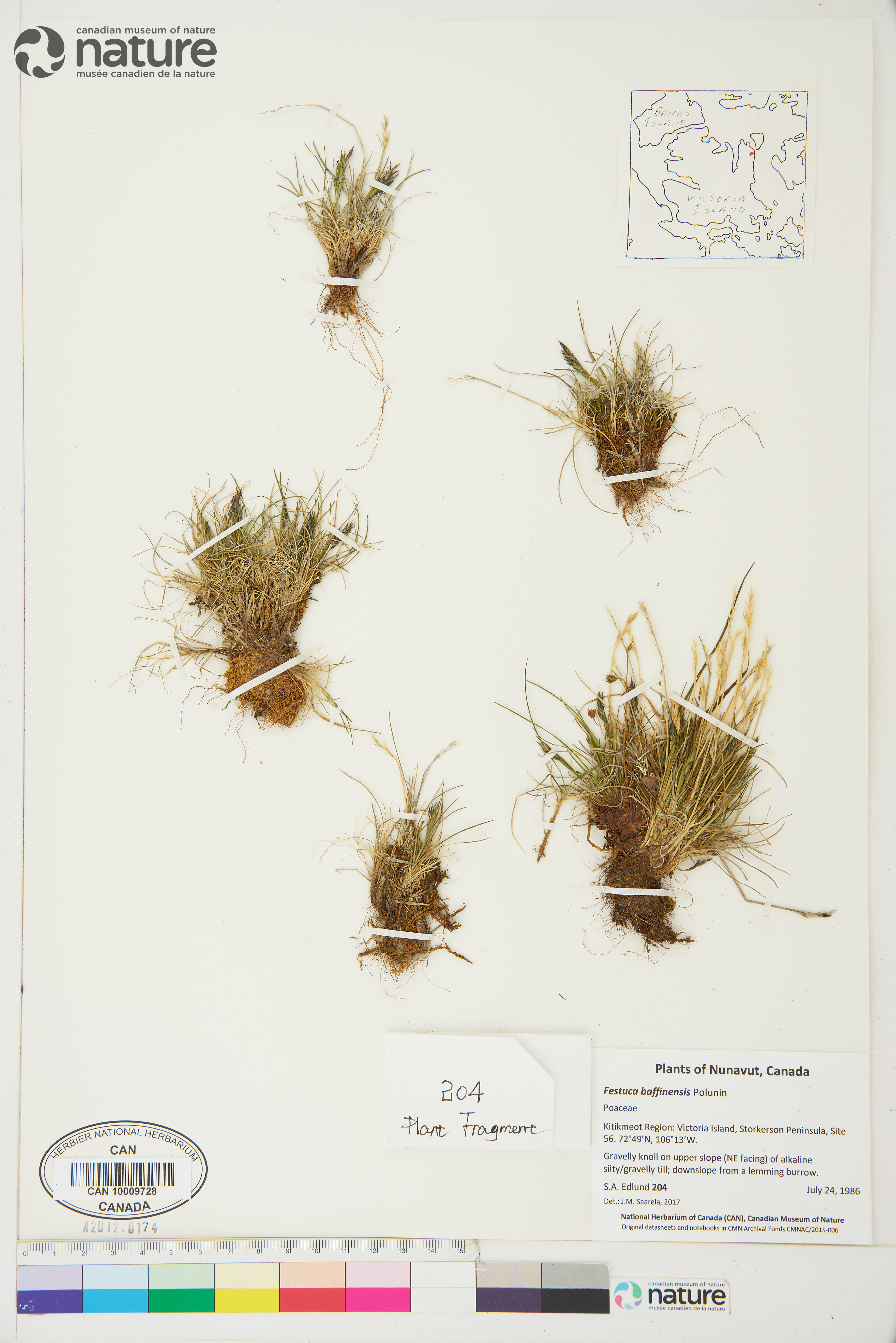 Festuca baffinensis image