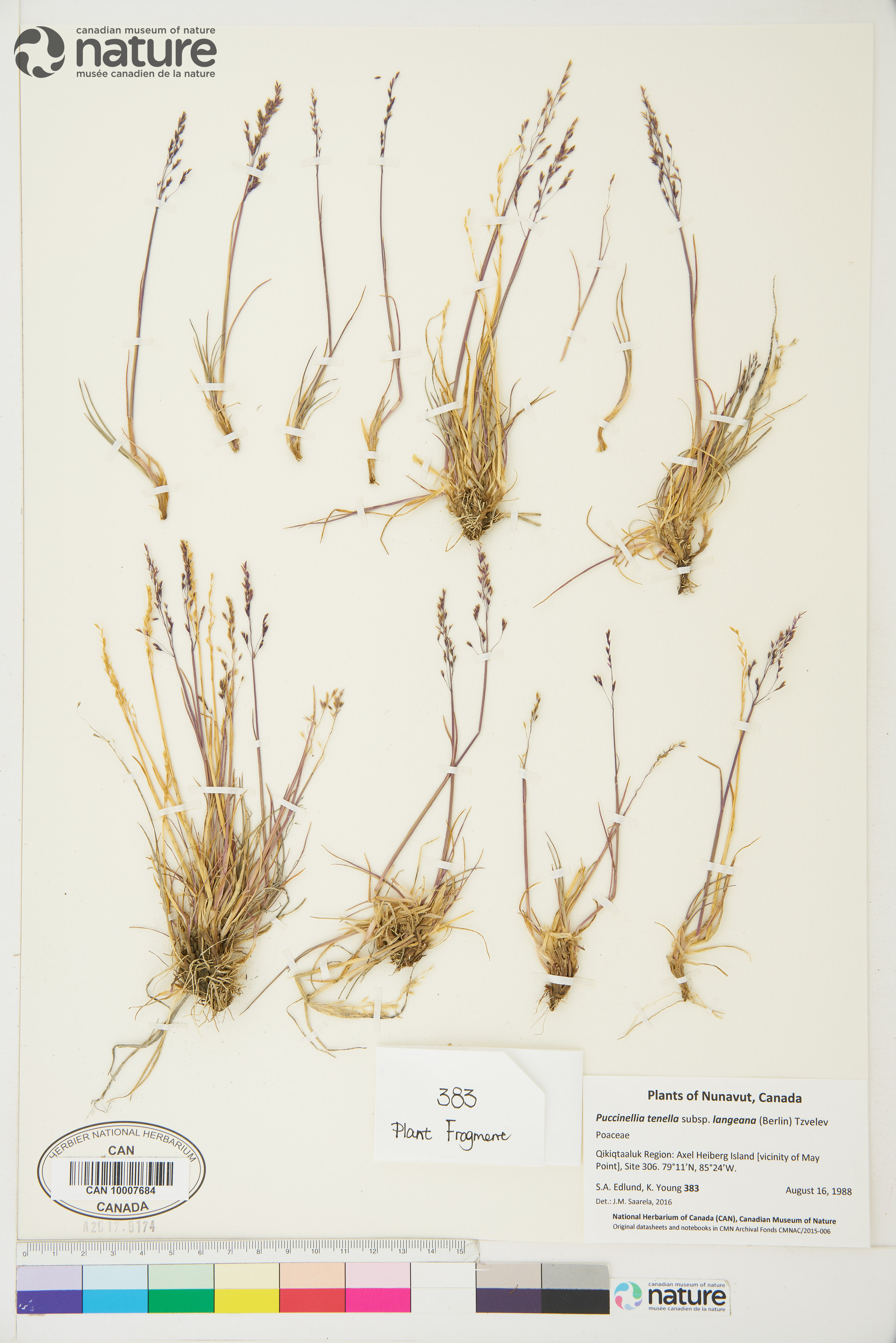 Puccinellia arctica image