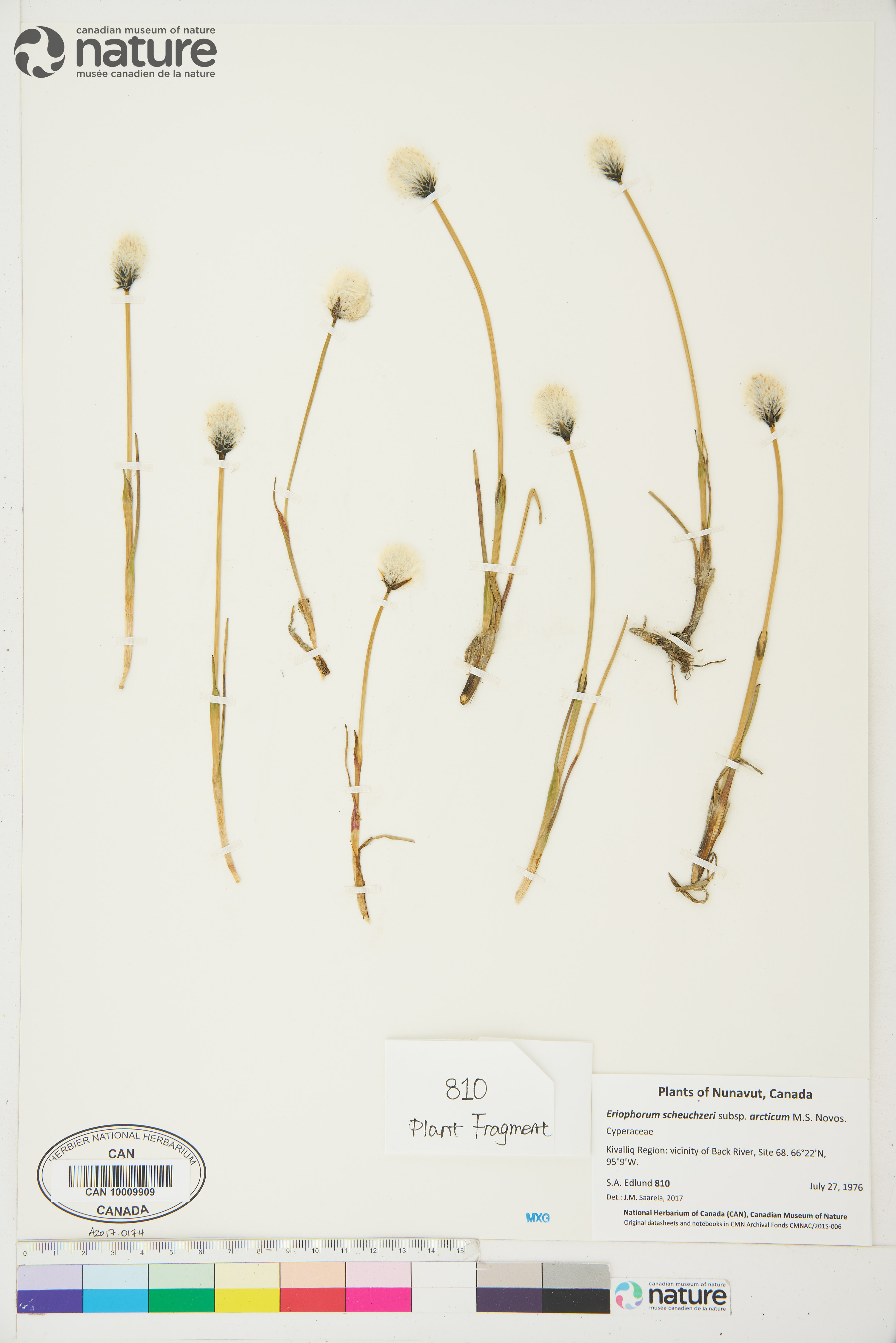 Eriophorum scheuchzeri image