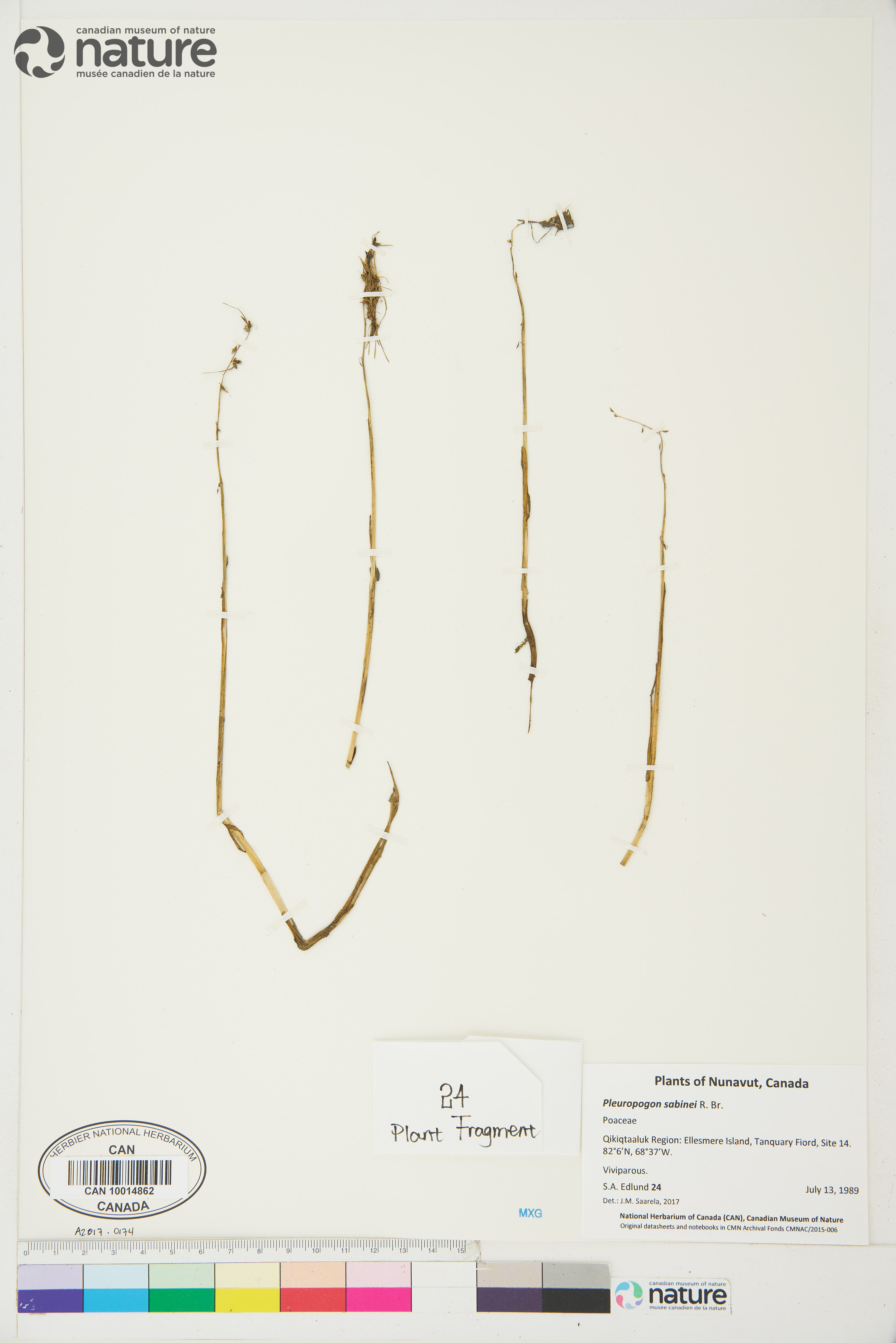 Pleuropogon sabinei image