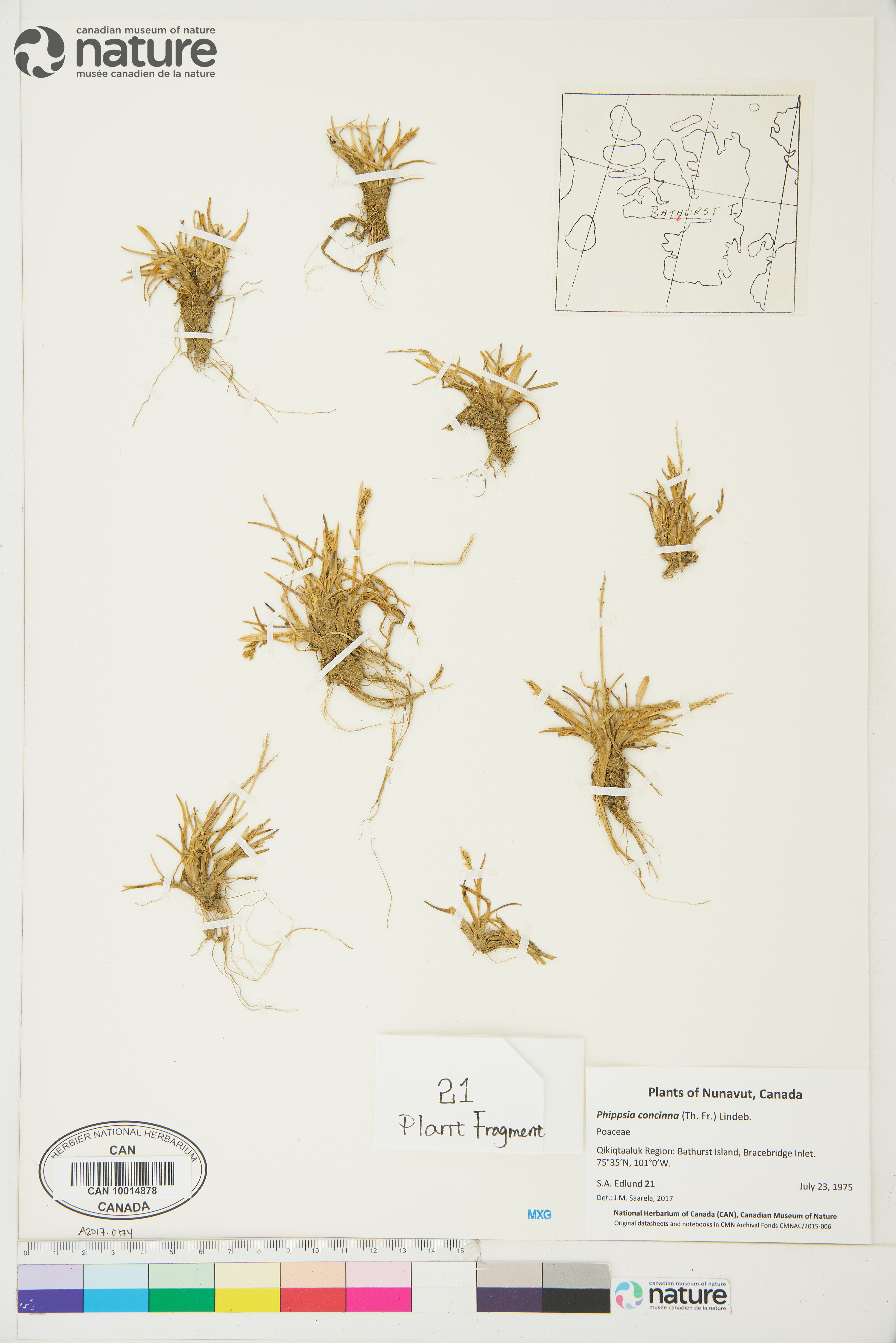 Phippsia image