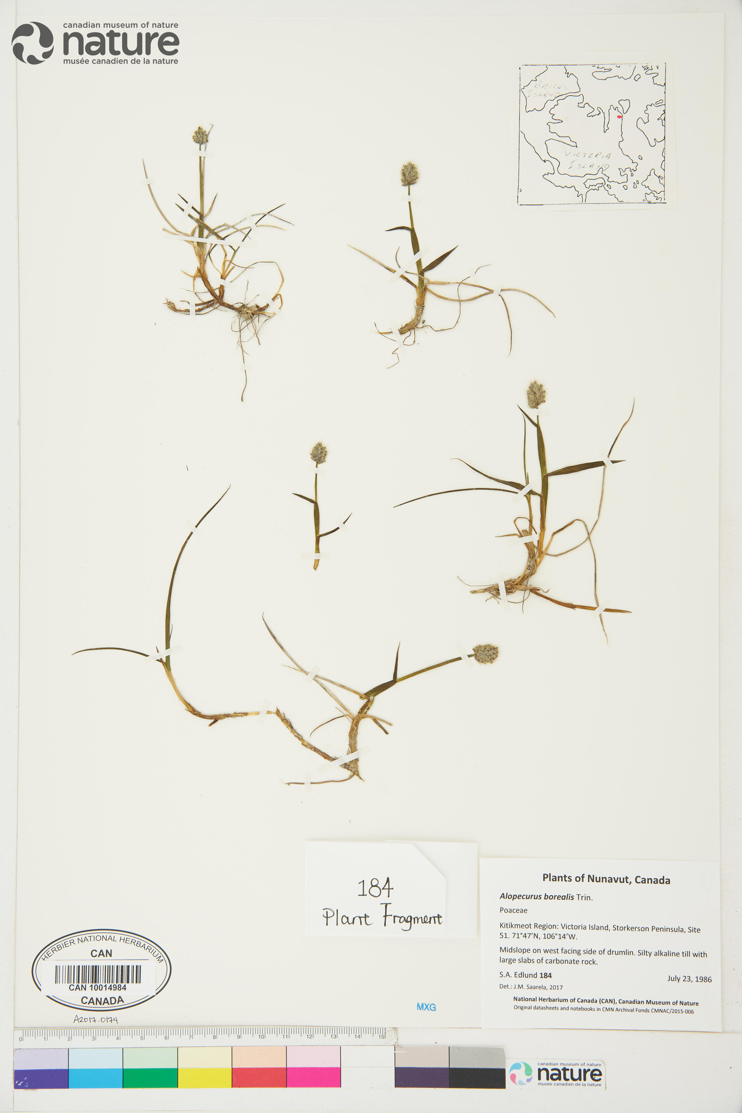 Alopecurus borealis image