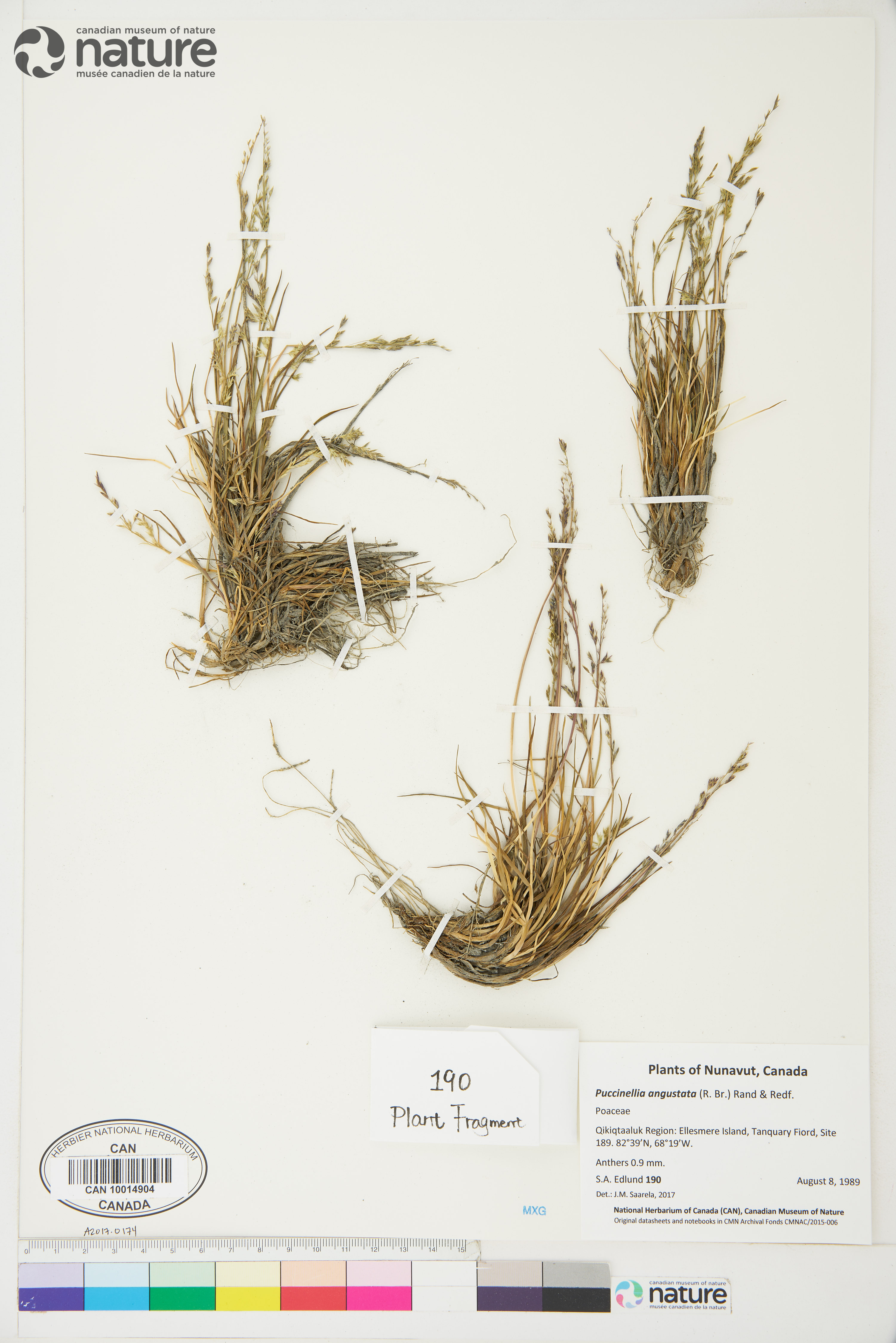 Puccinellia angustata image