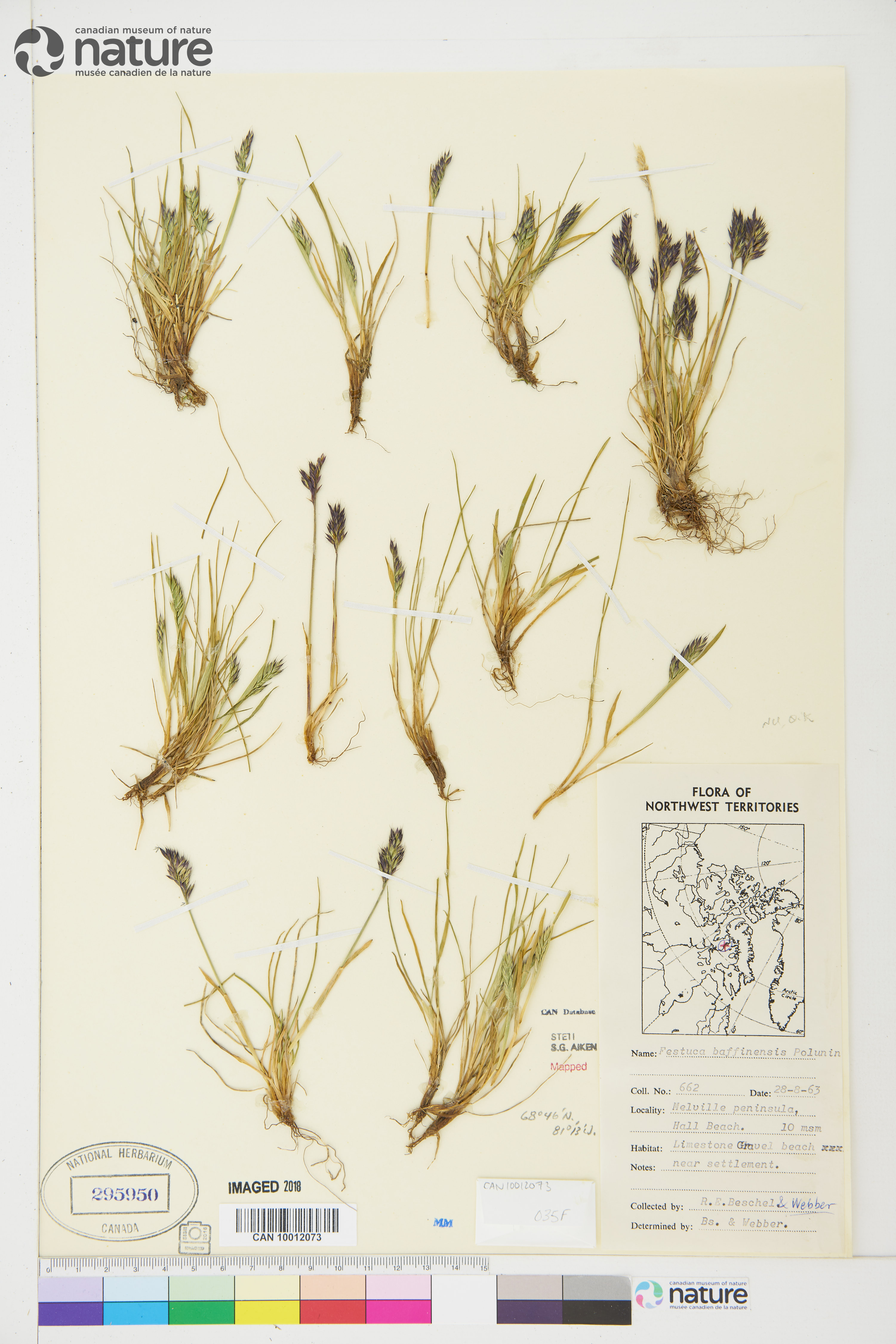 Festuca baffinensis image