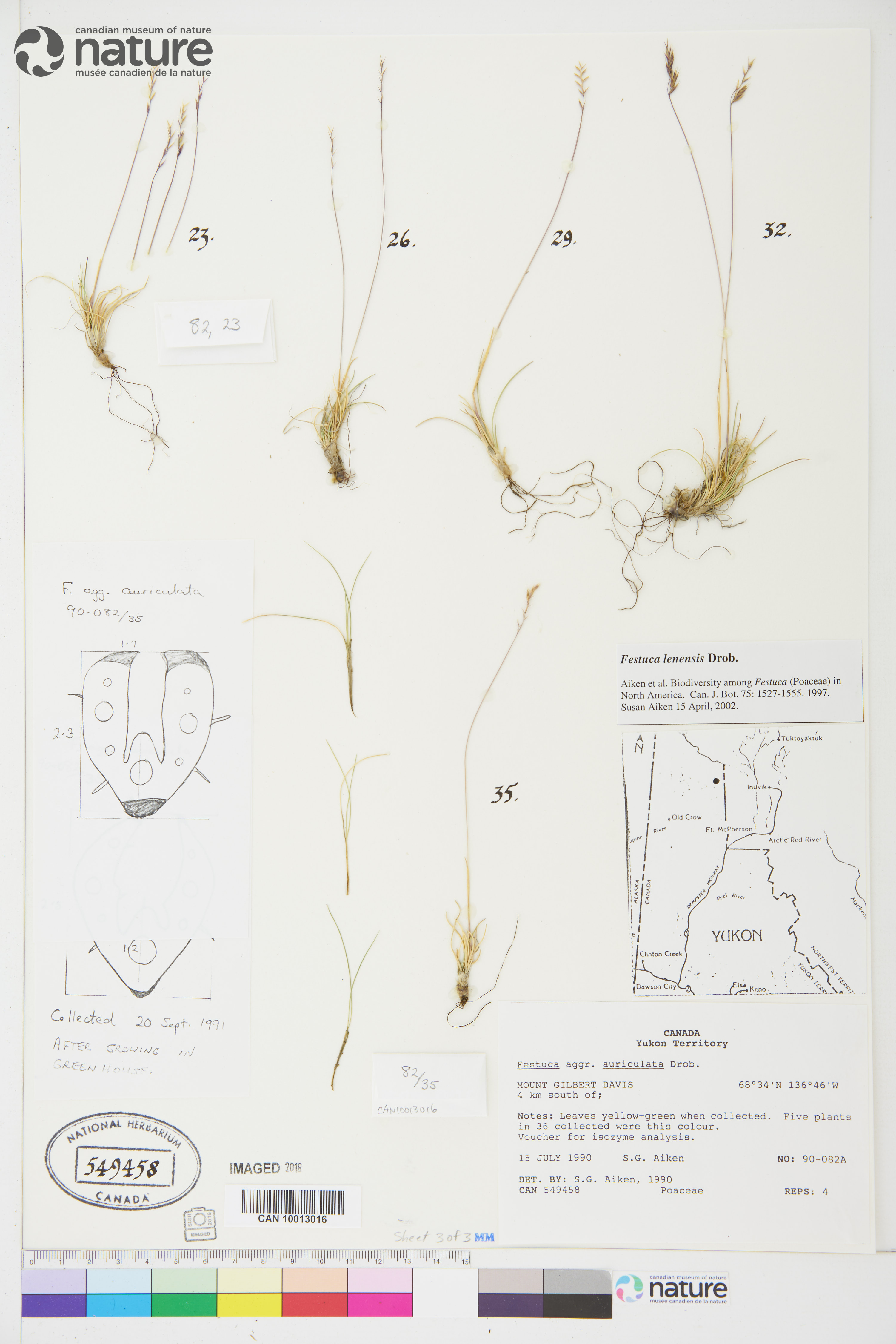 Festuca lenensis image