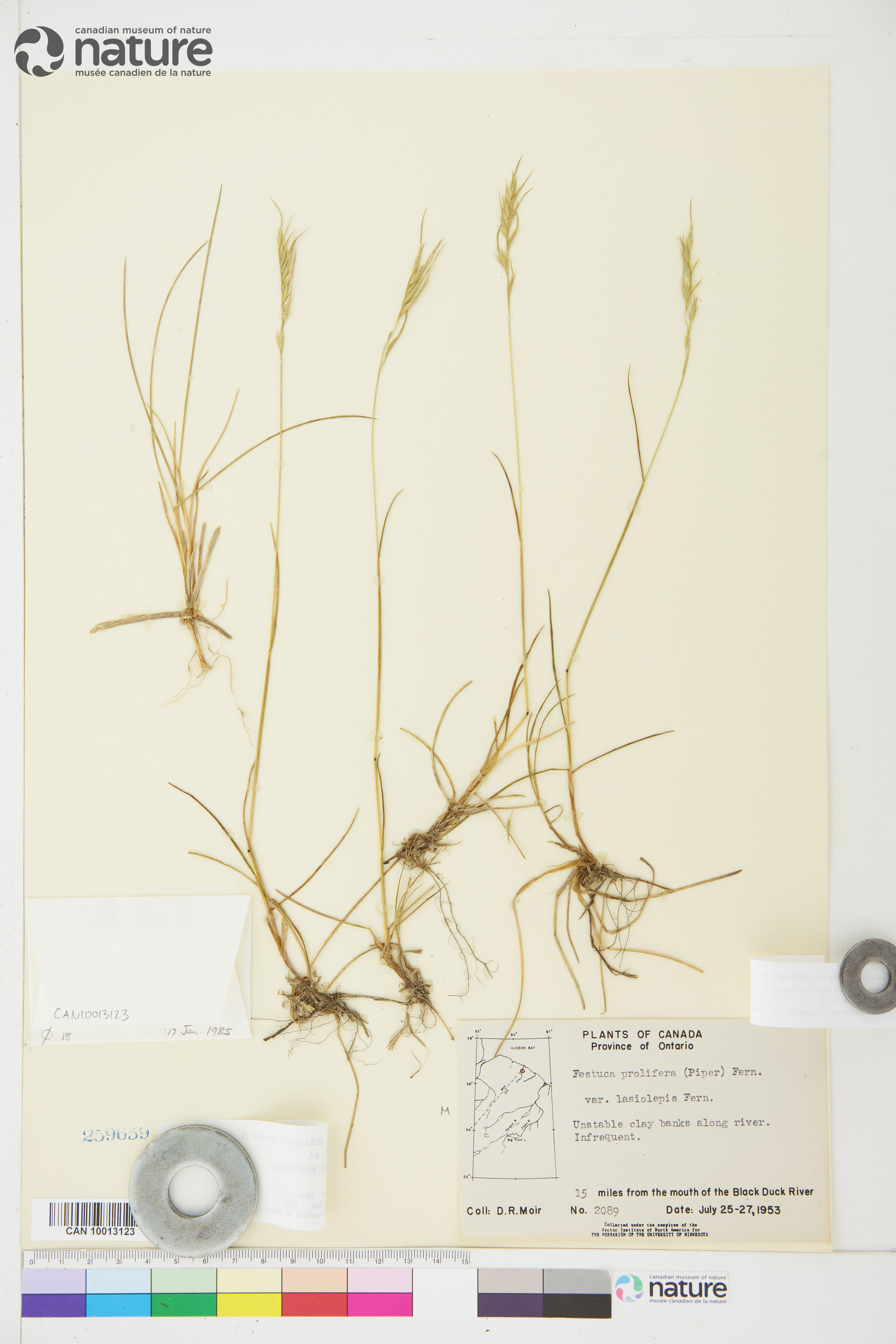Festuca prolifera image