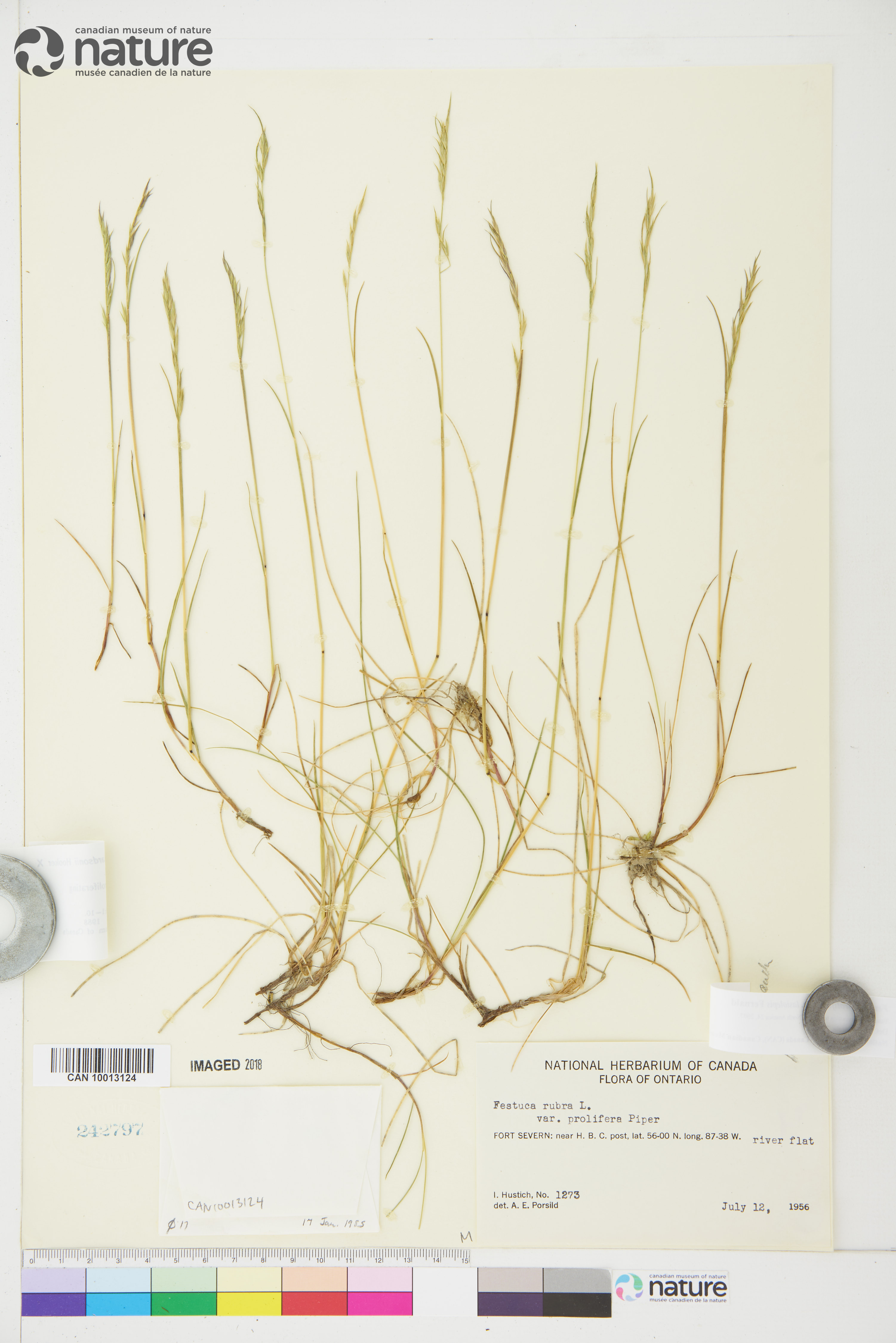 Festuca prolifera image