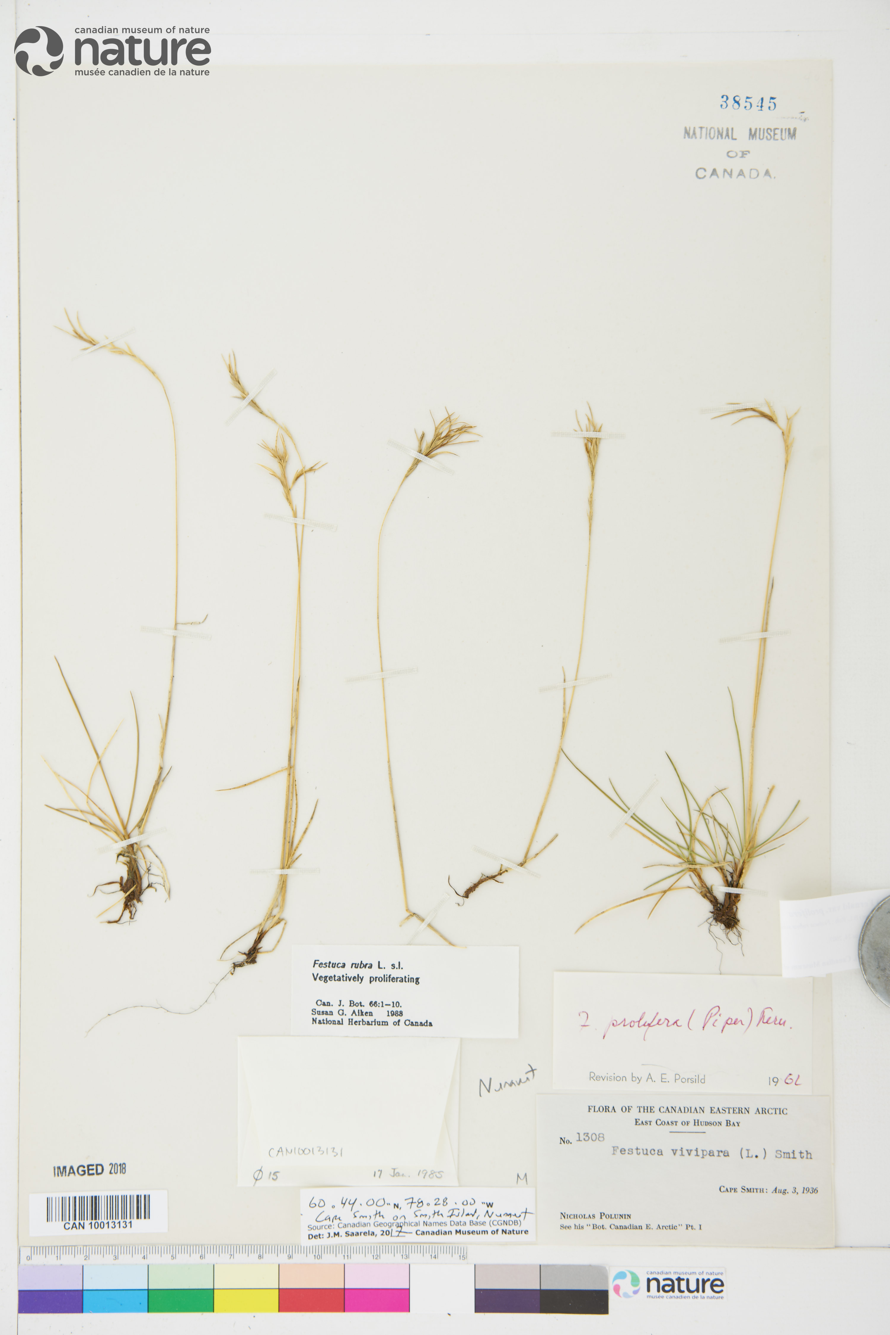 Festuca prolifera image
