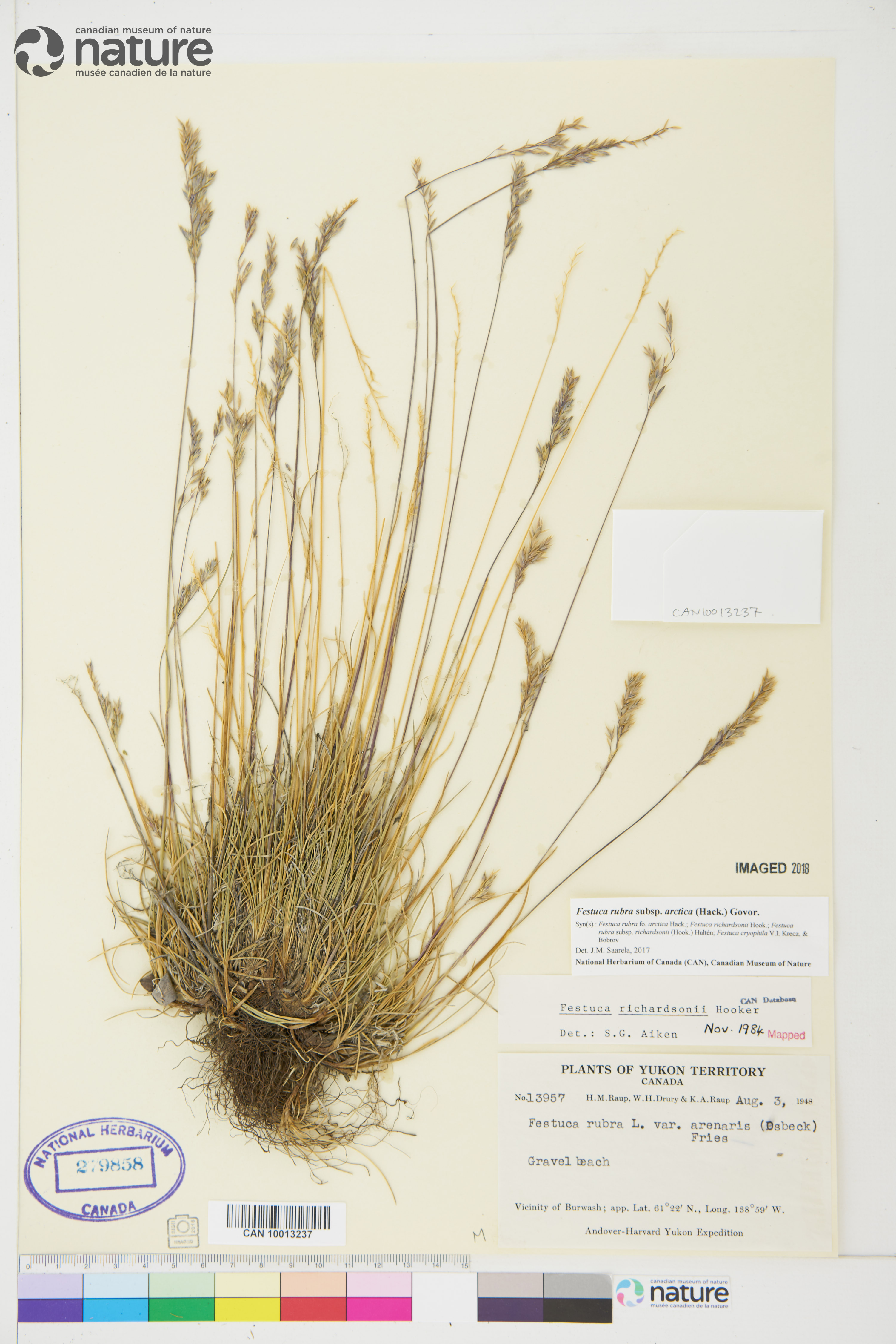 Festuca rubra subsp. arctica image