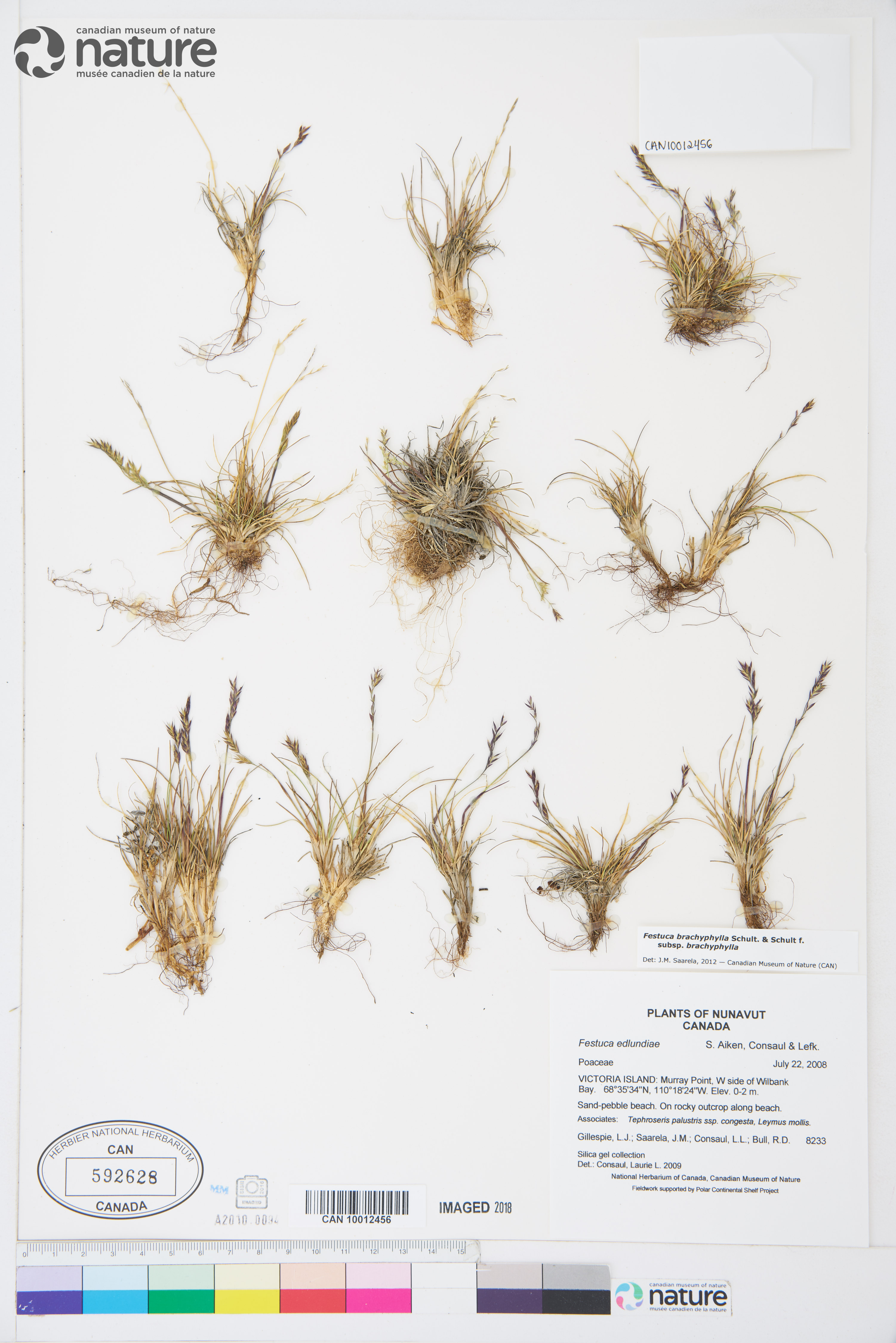 Festuca brachyphylla subsp. brachyphylla image