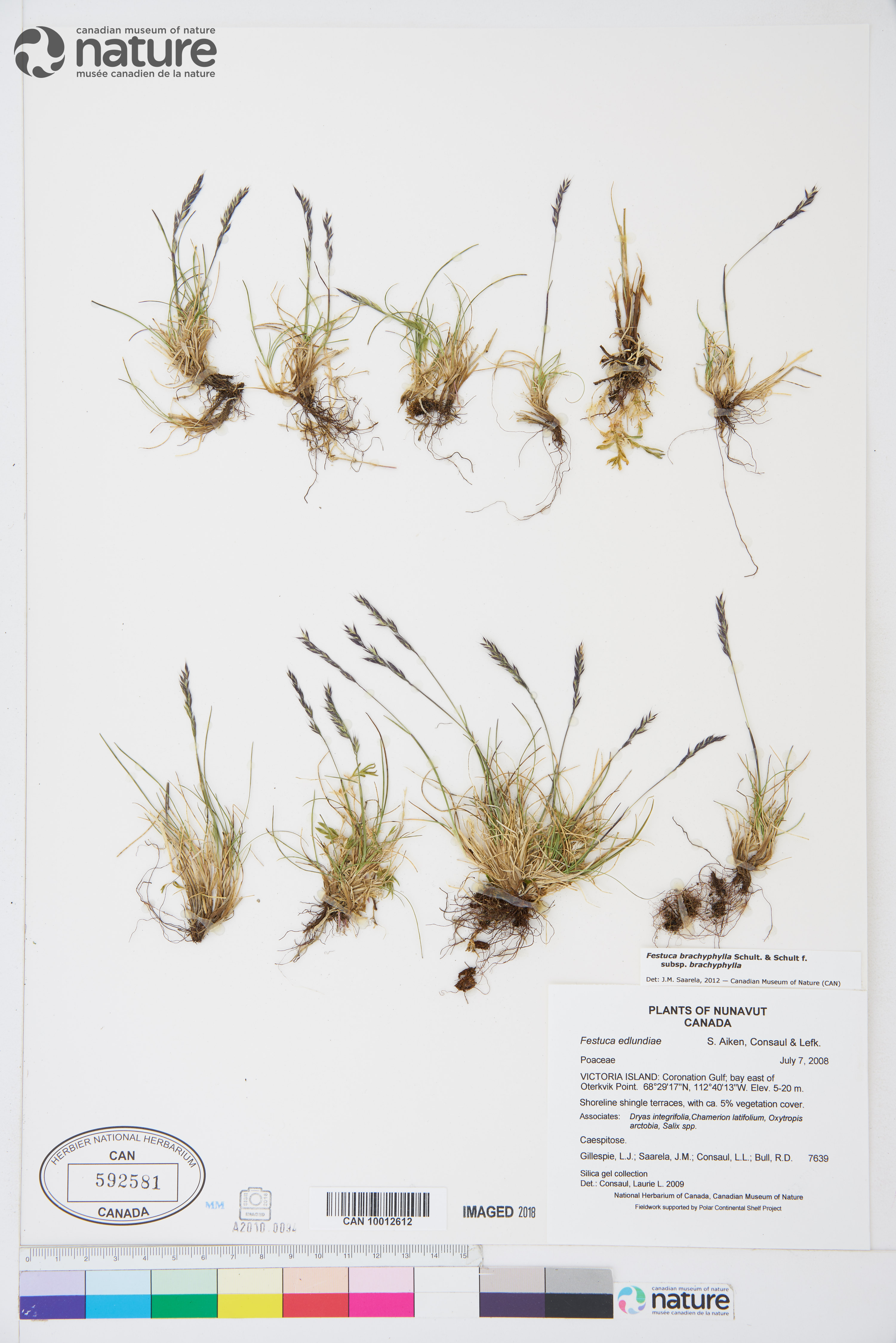 Festuca brachyphylla subsp. brachyphylla image