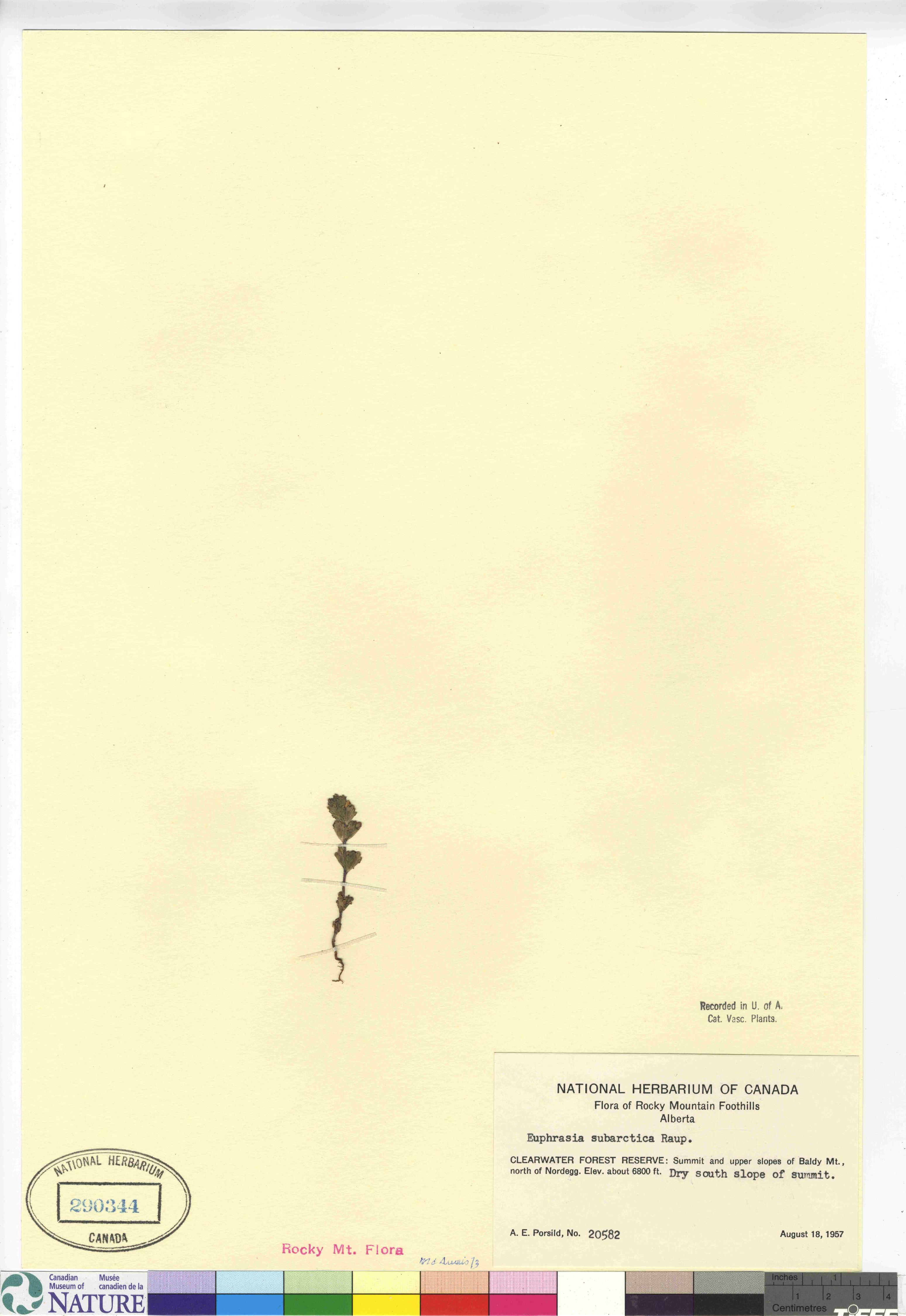 Euphrasia subarctica image