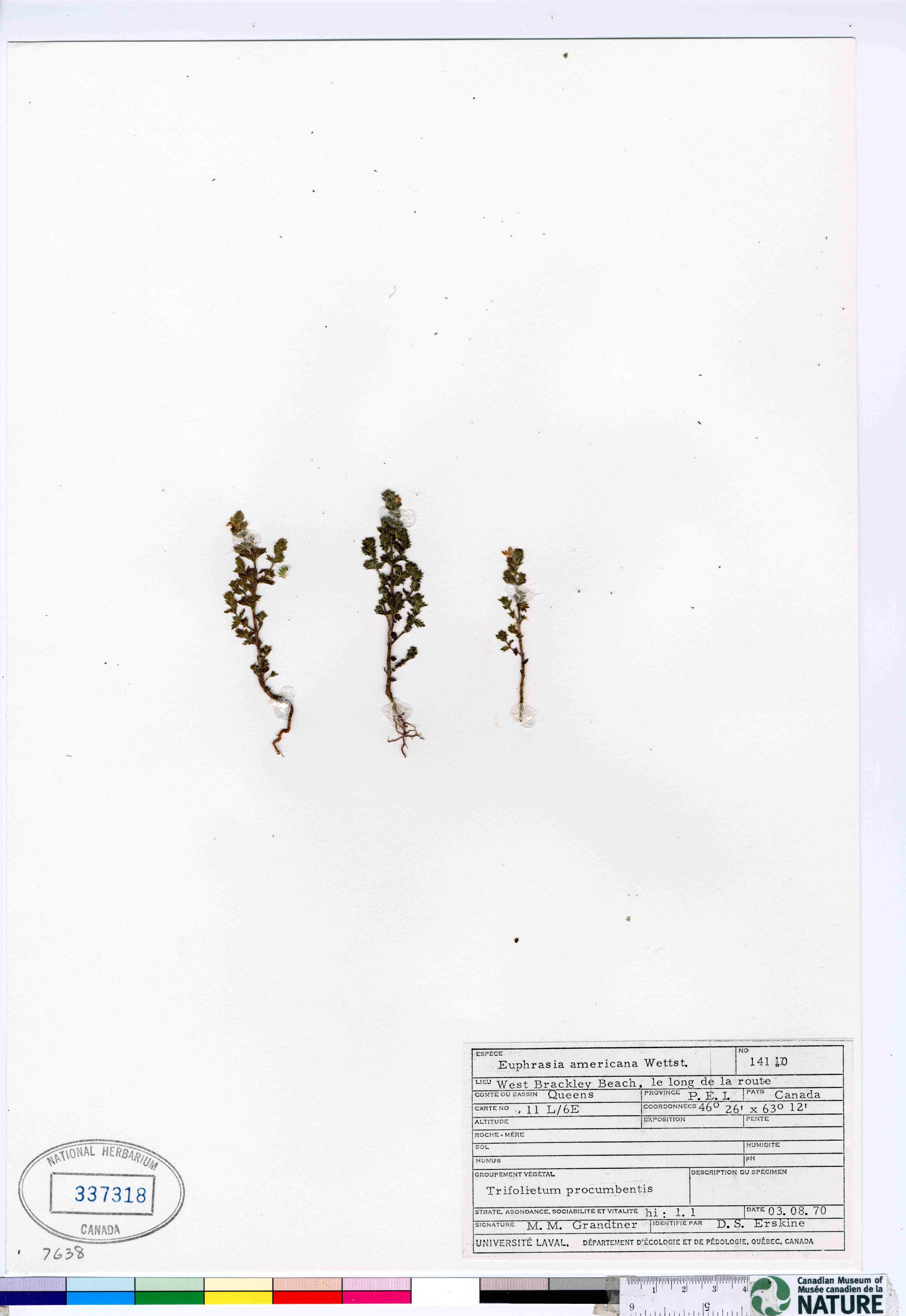 Euphrasia nemorosa image