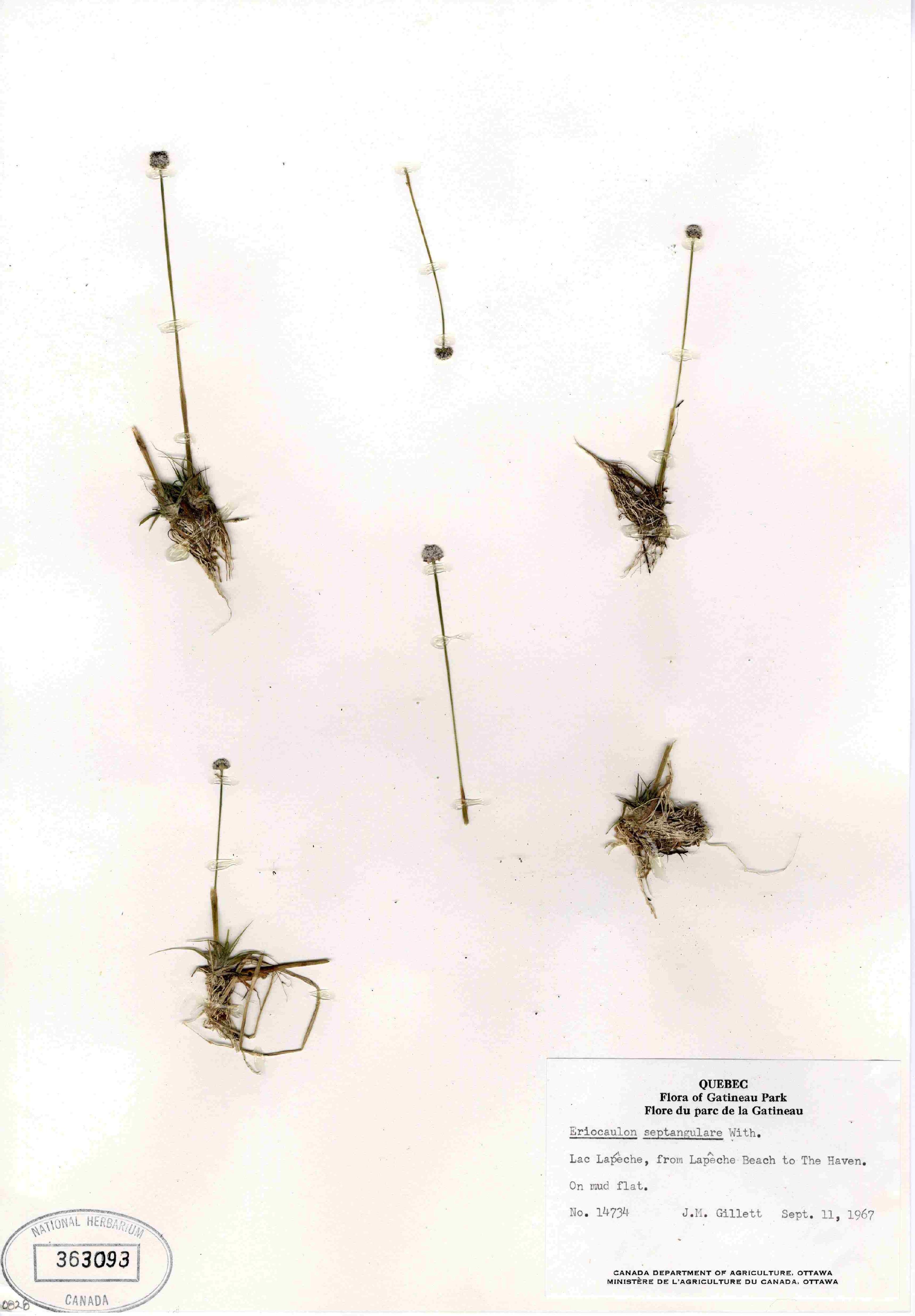 Eriocaulon septangulare image