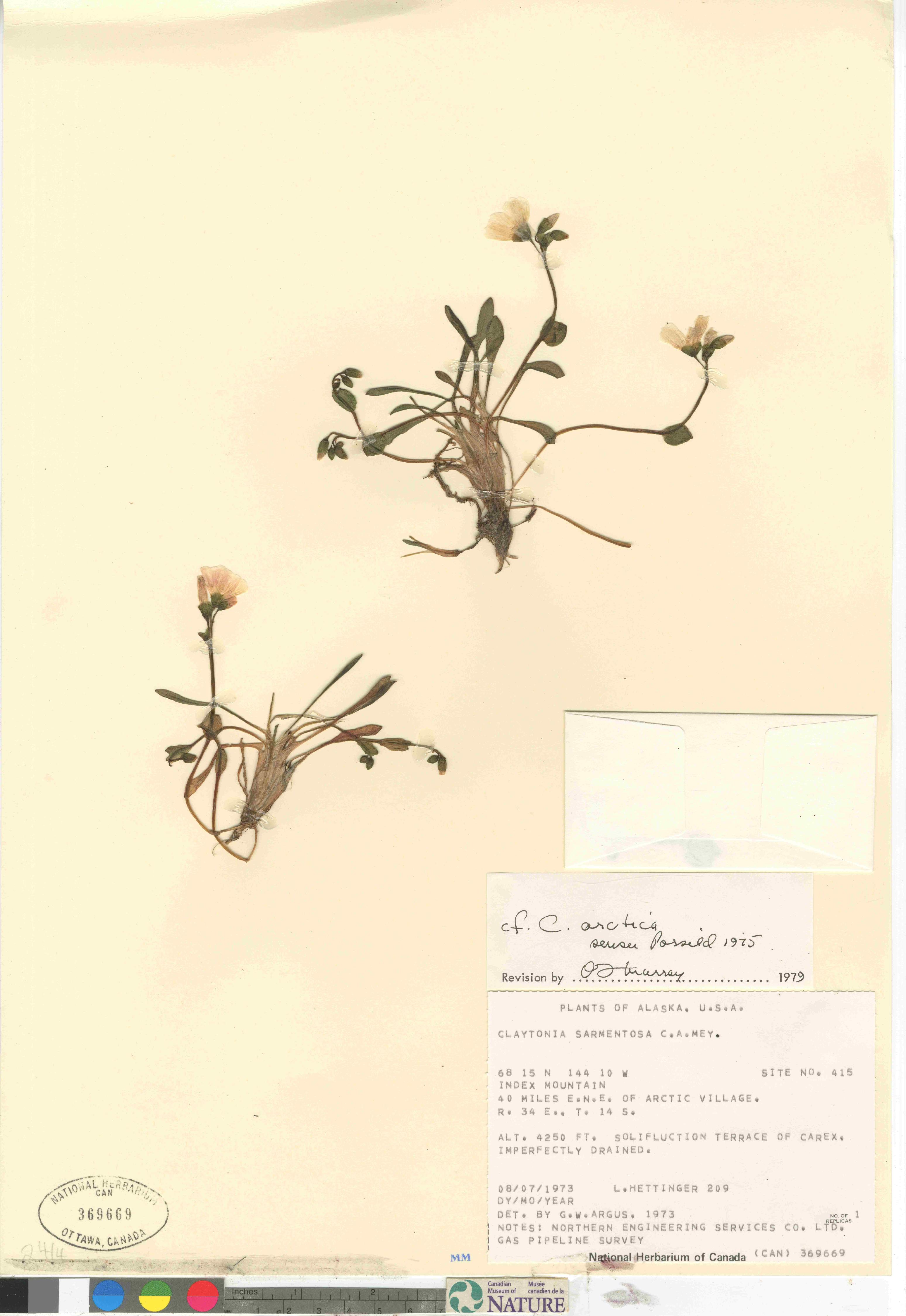 Claytonia scammaniana image