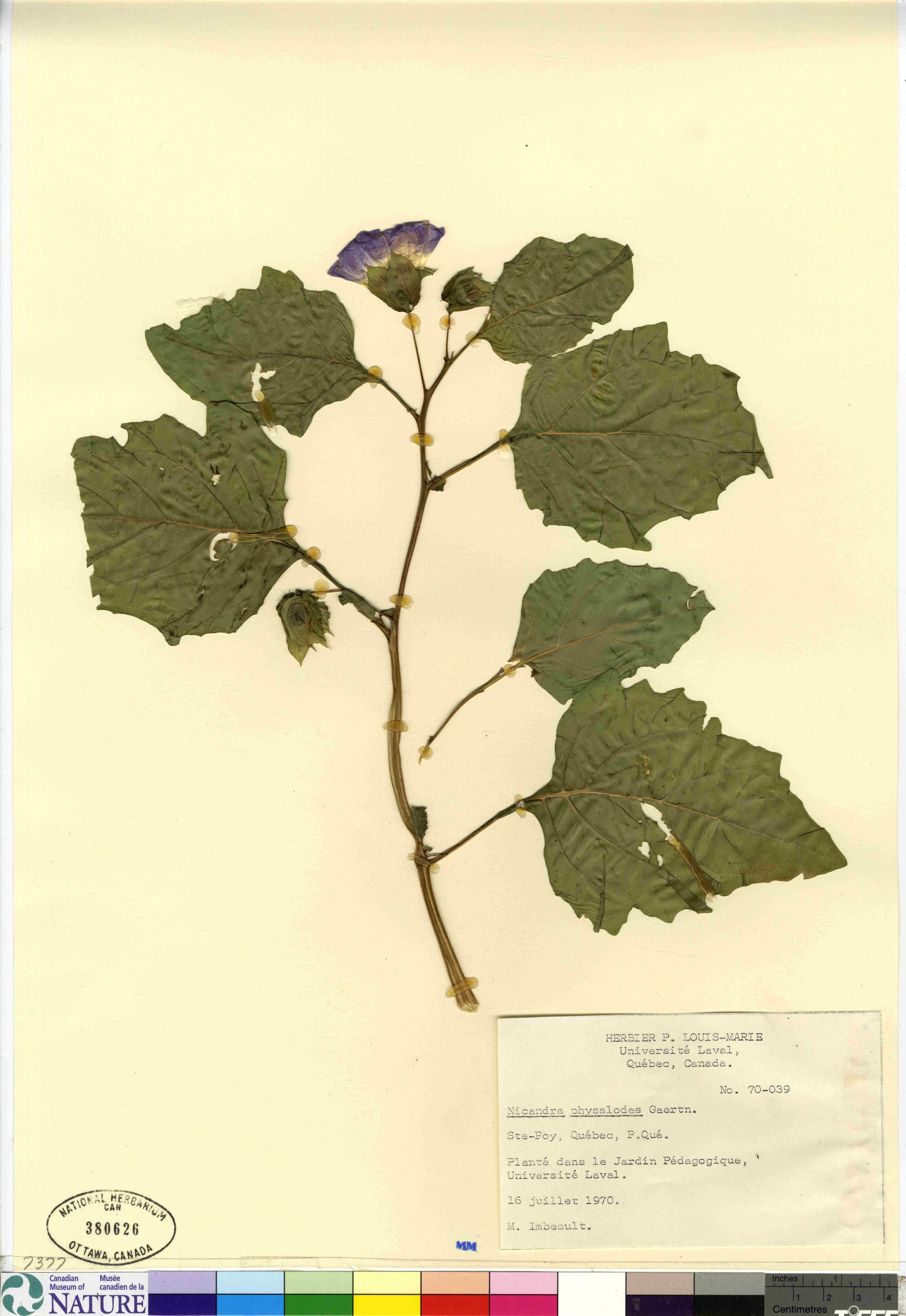 Nicandra physalodes image