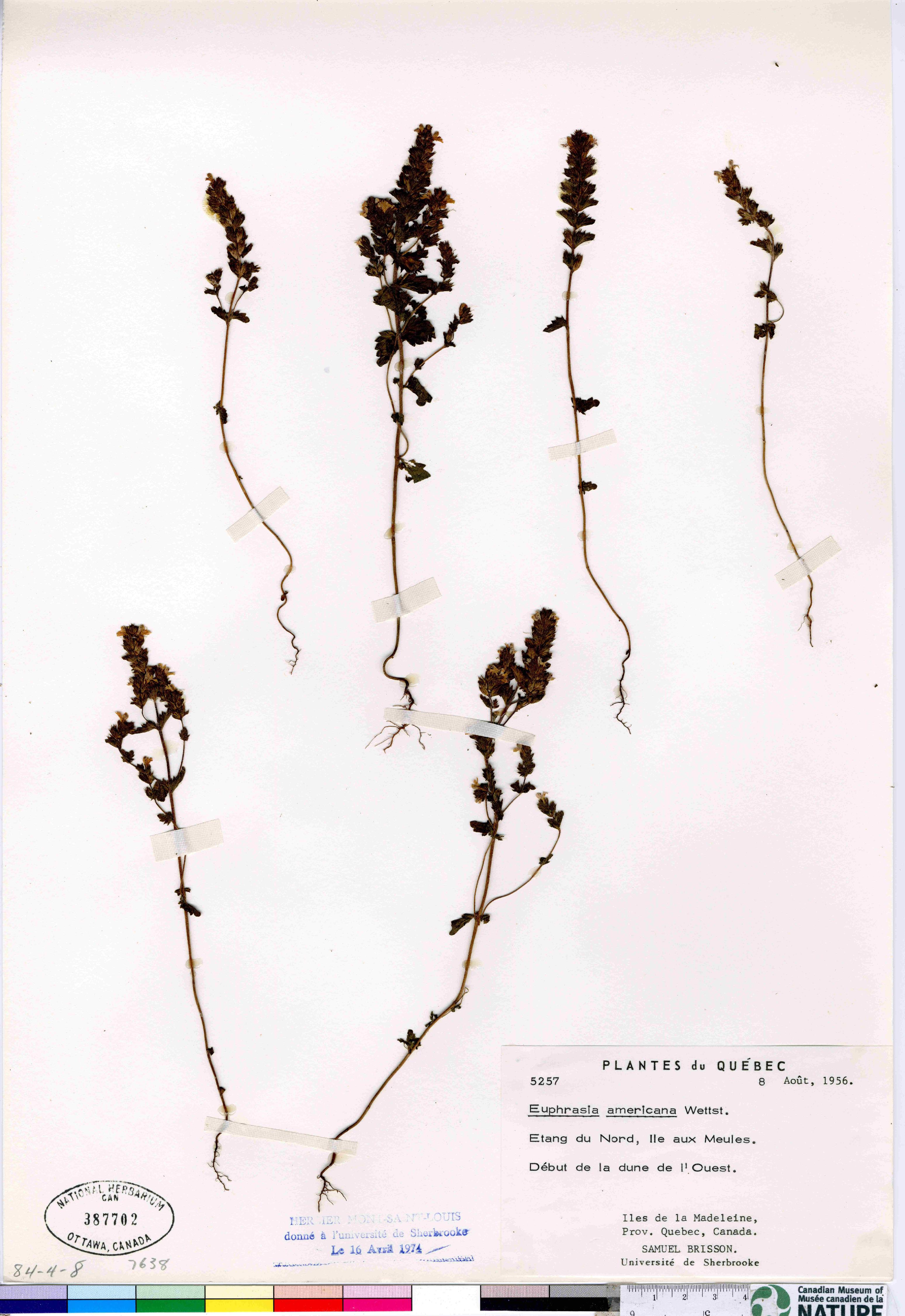 Euphrasia nemorosa image