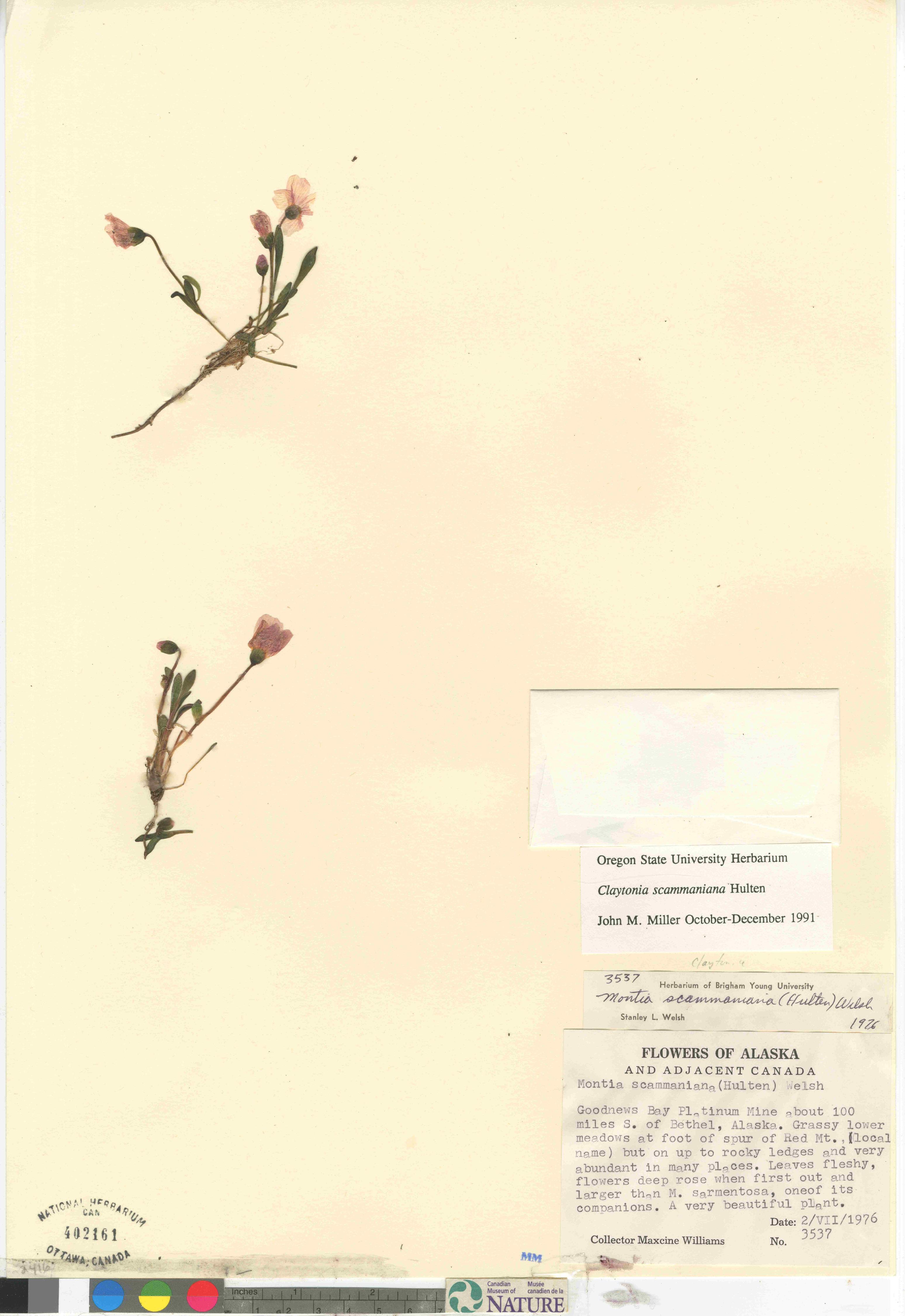 Claytonia scammaniana image