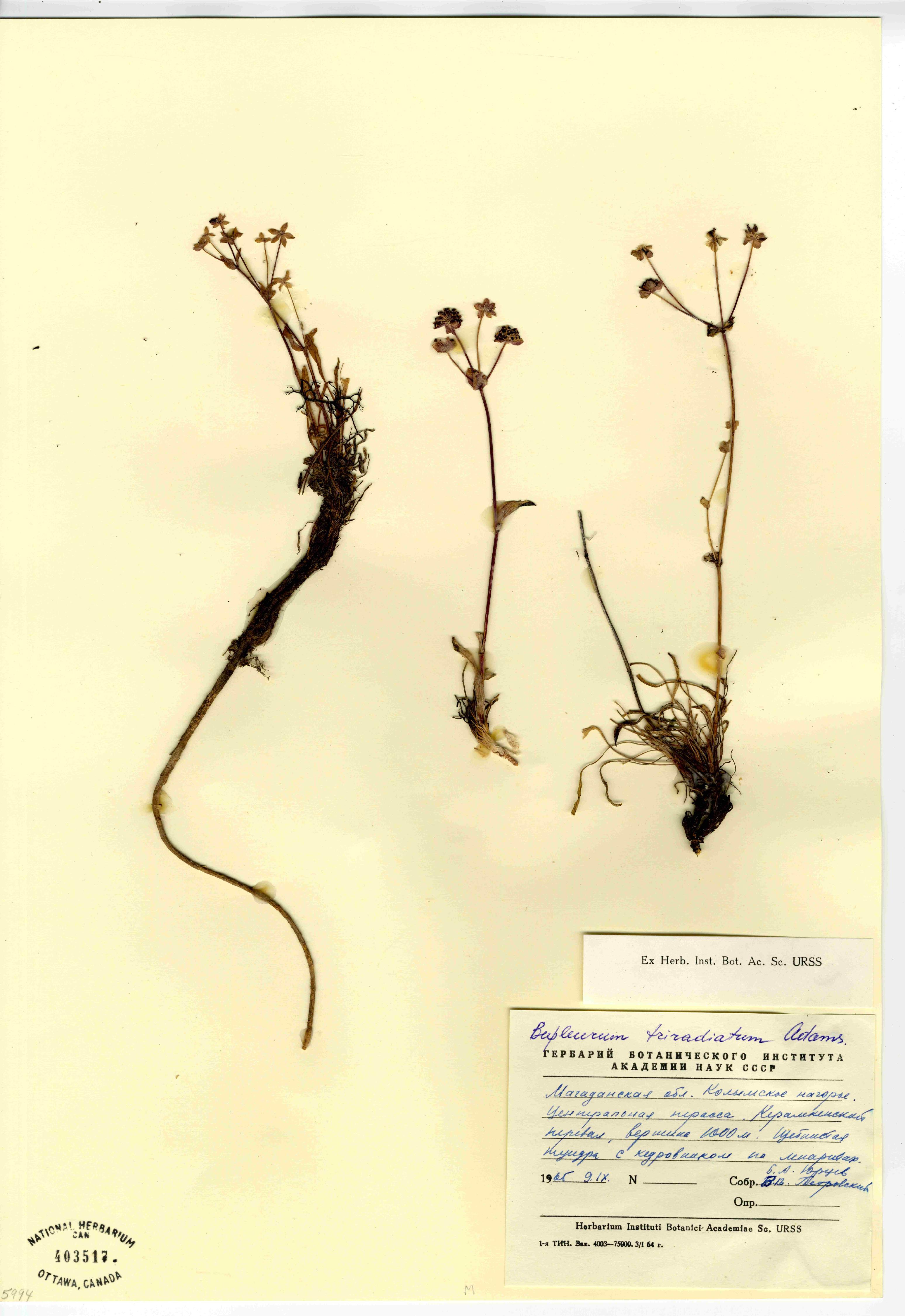 Bupleurum triradiatum image
