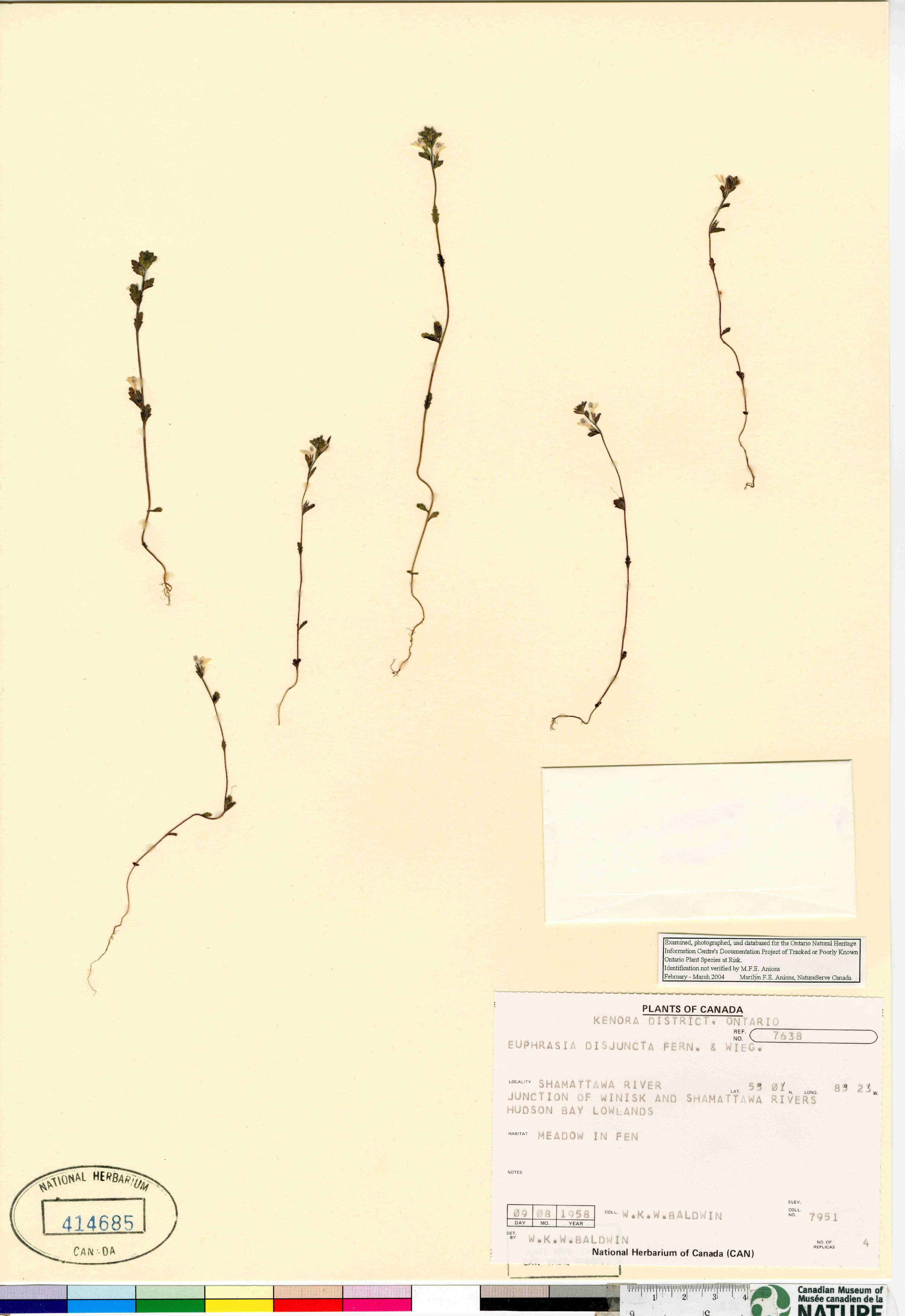 Euphrasia disjuncta image