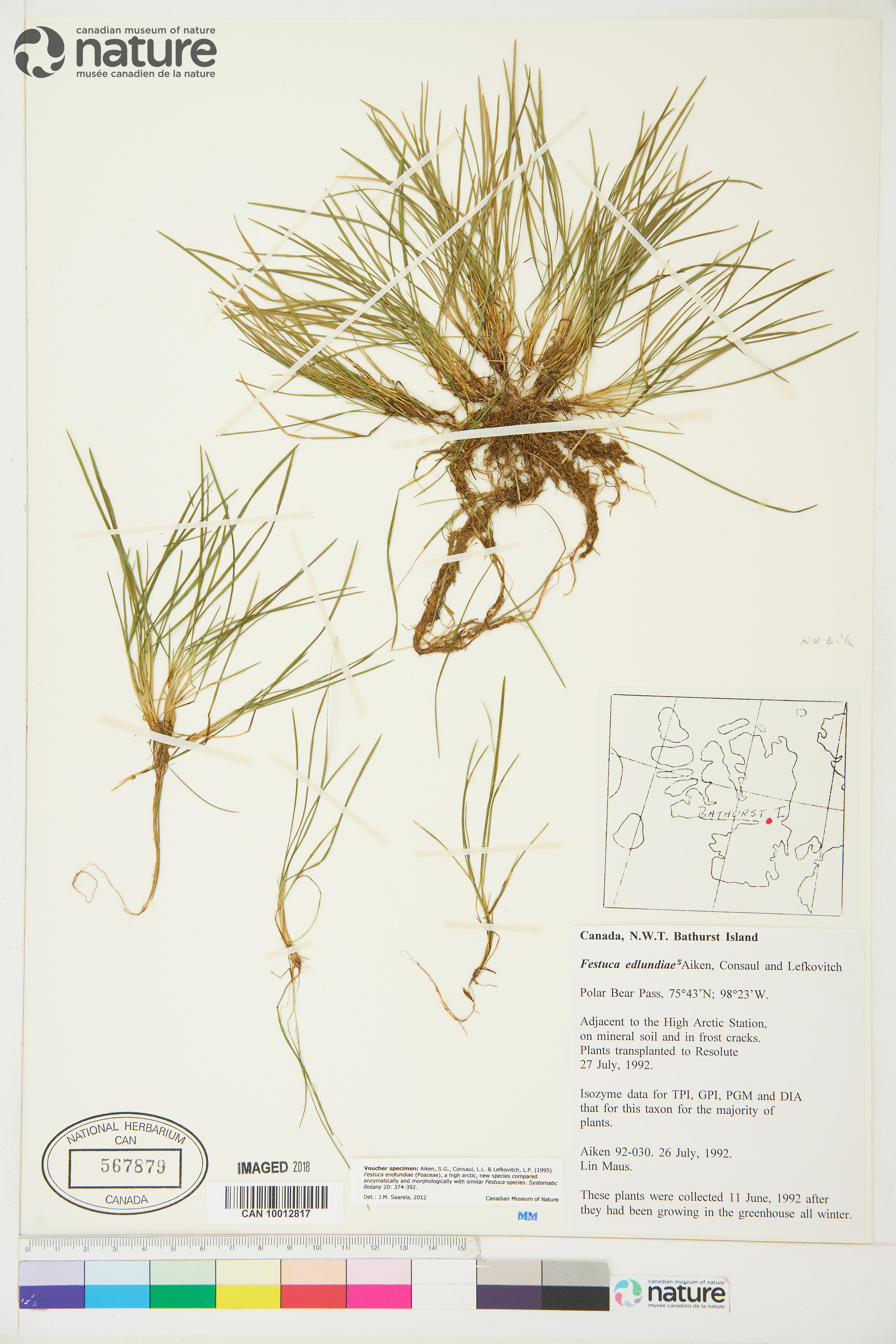 Festuca edlundiae image