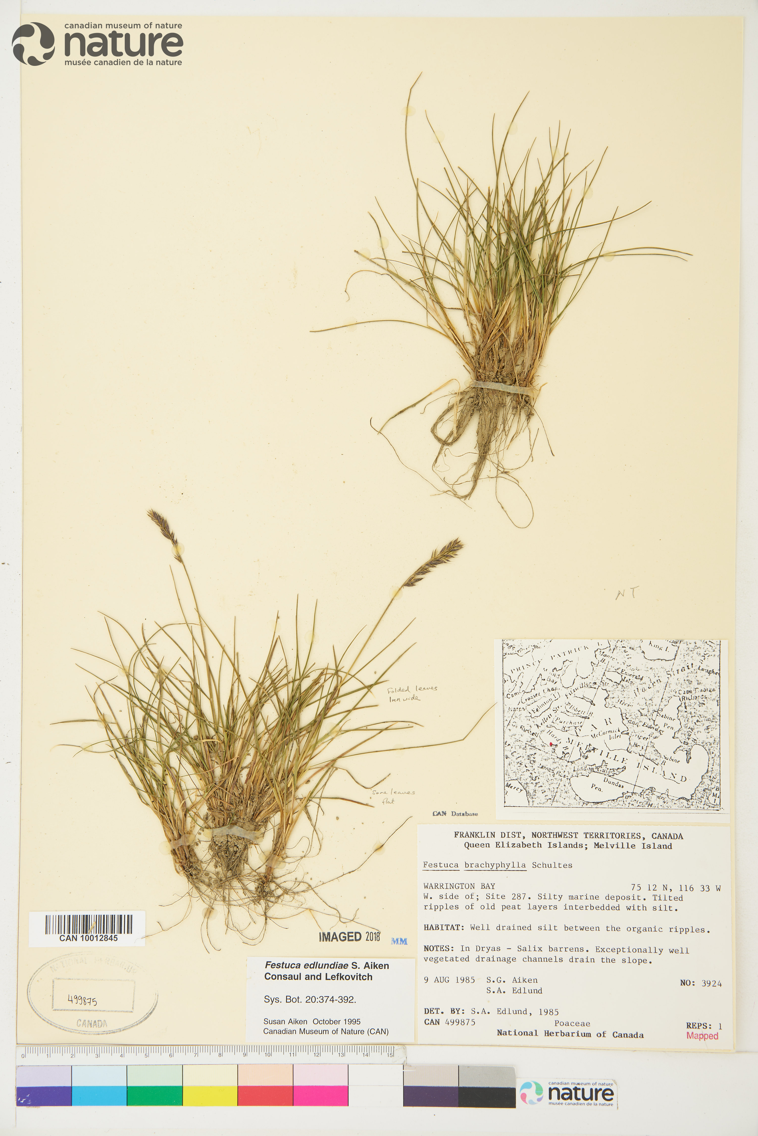 Festuca edlundiae image