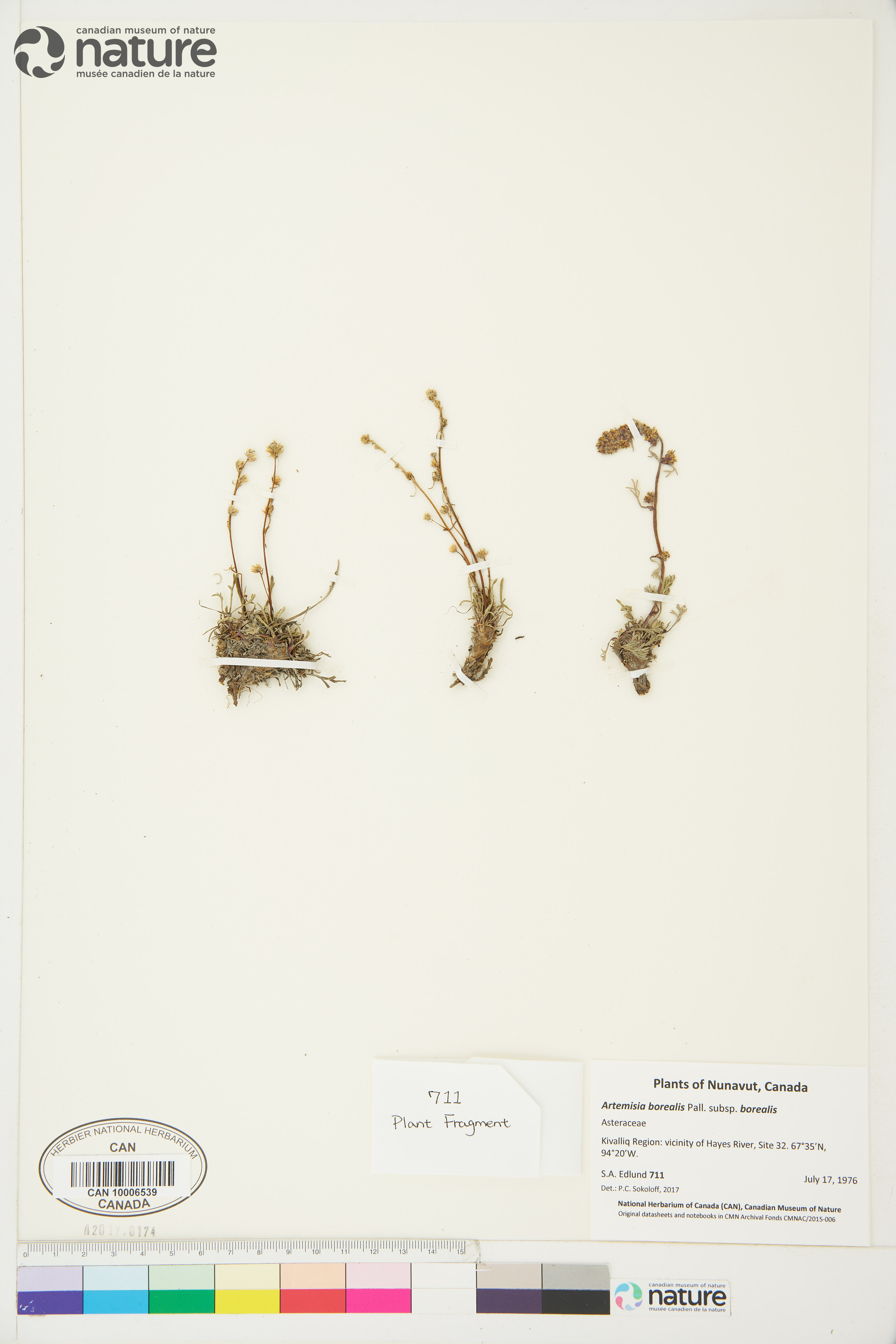 Artemisia borealis image
