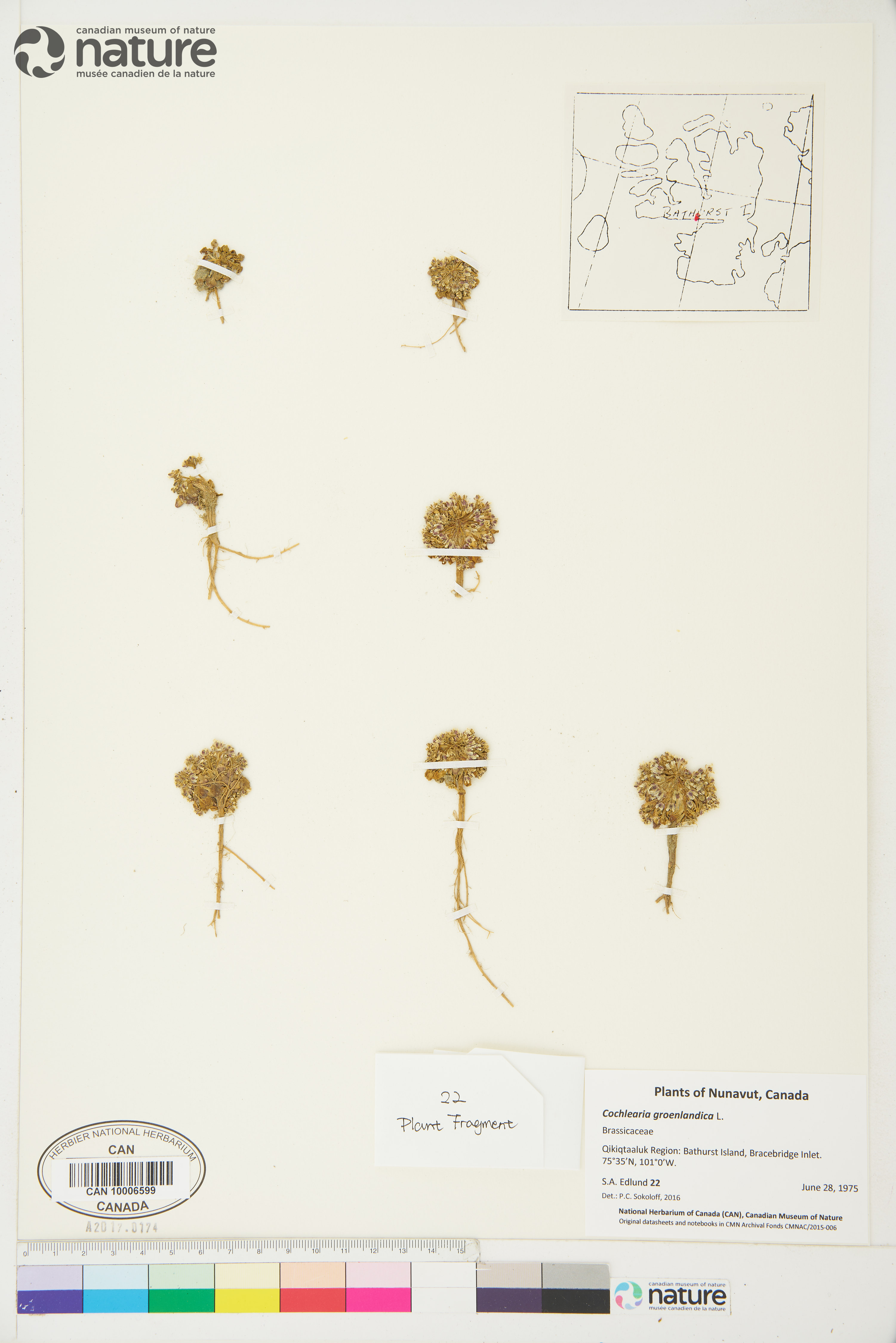 Cochlearia image