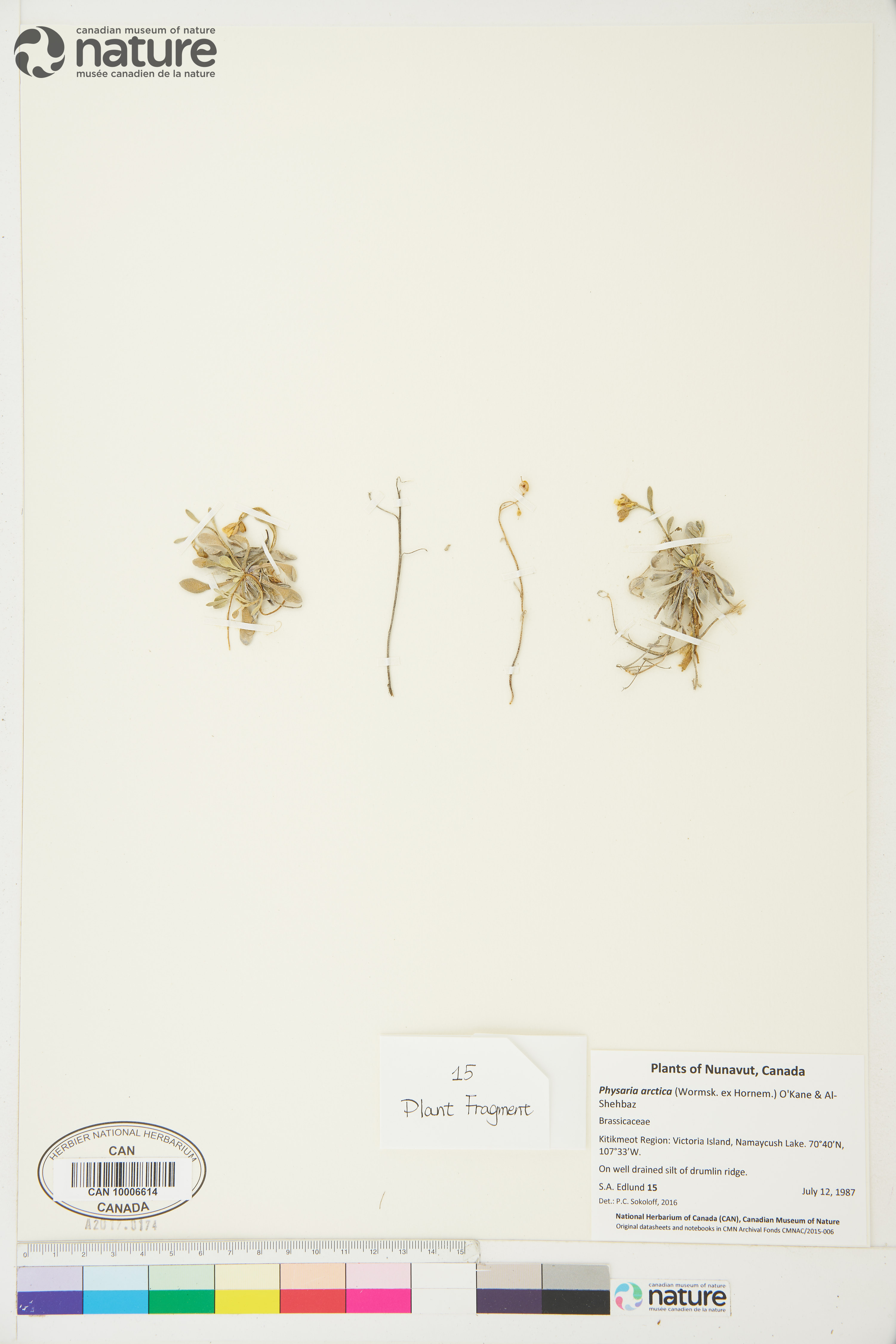 Physaria arctica image