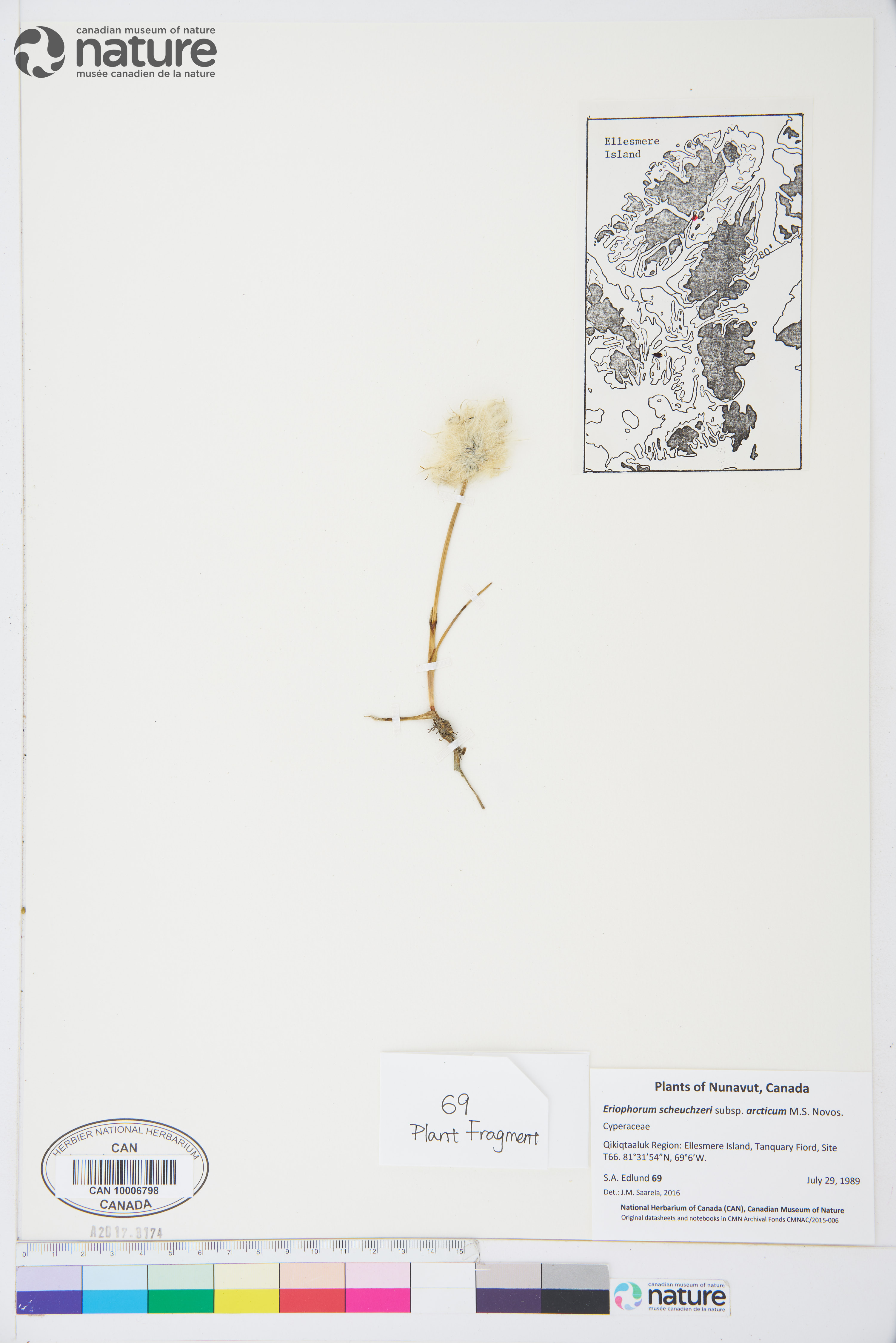 Eriophorum scheuchzeri subsp. arcticum image