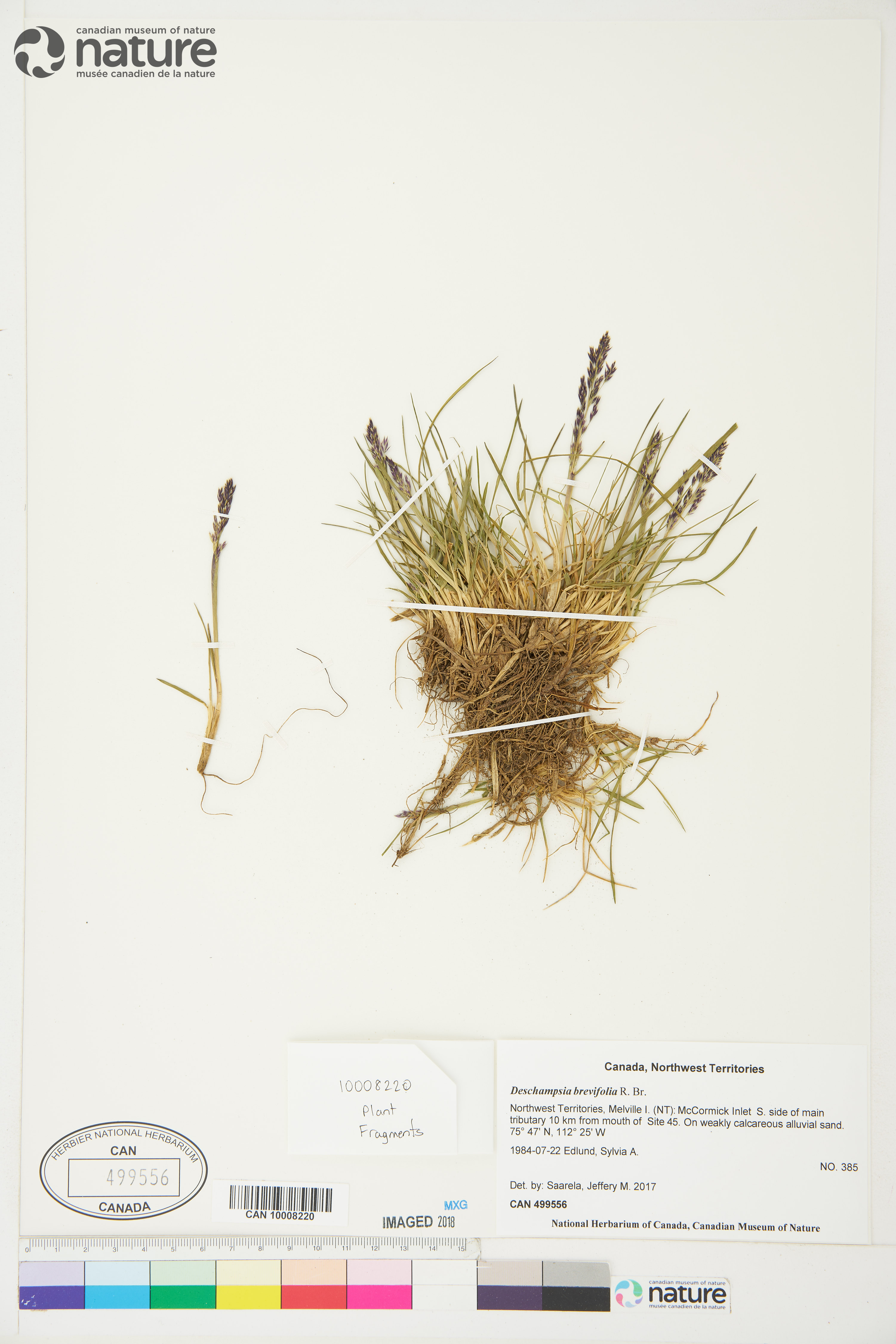 Deschampsia brevifolia image