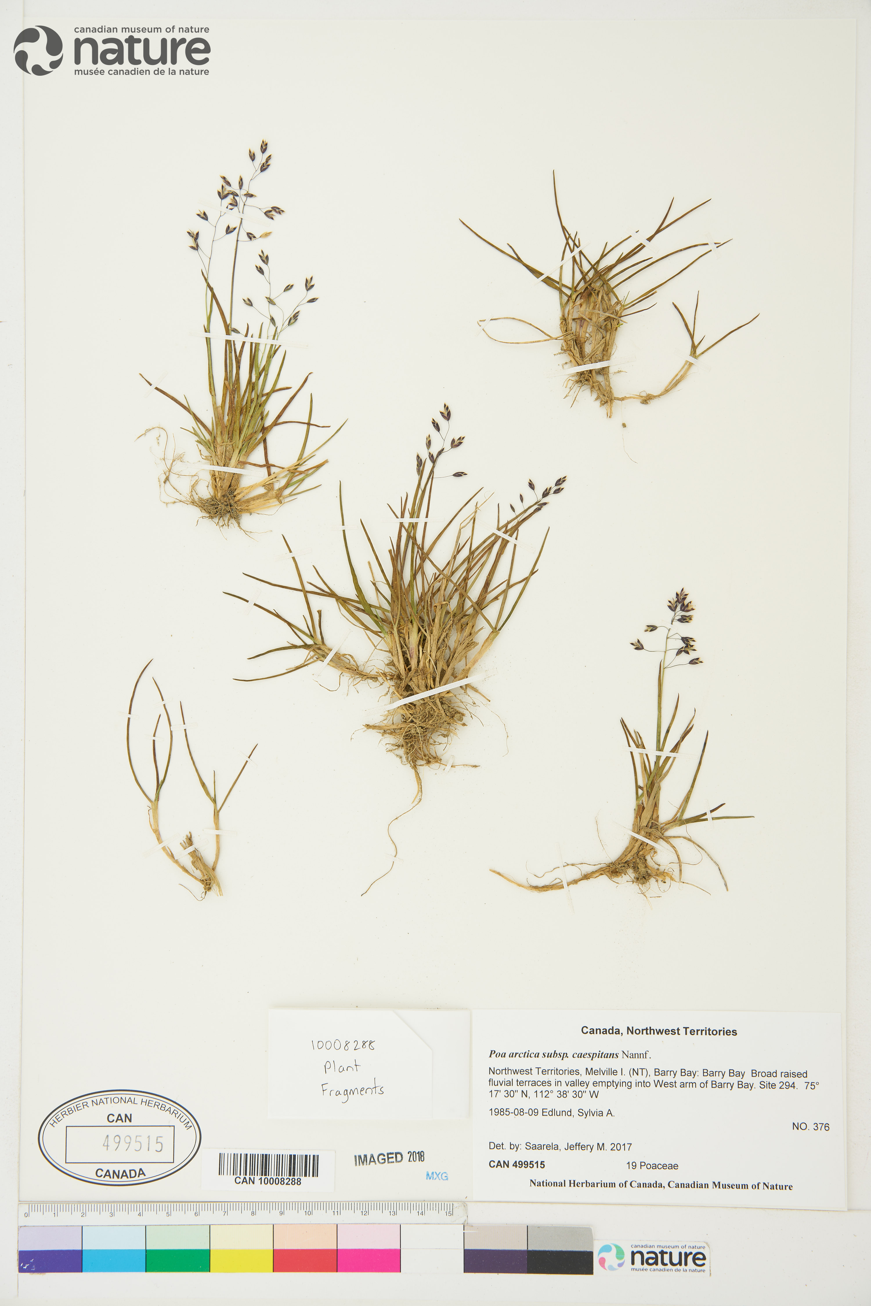 Poa arctica subsp. caespitans image
