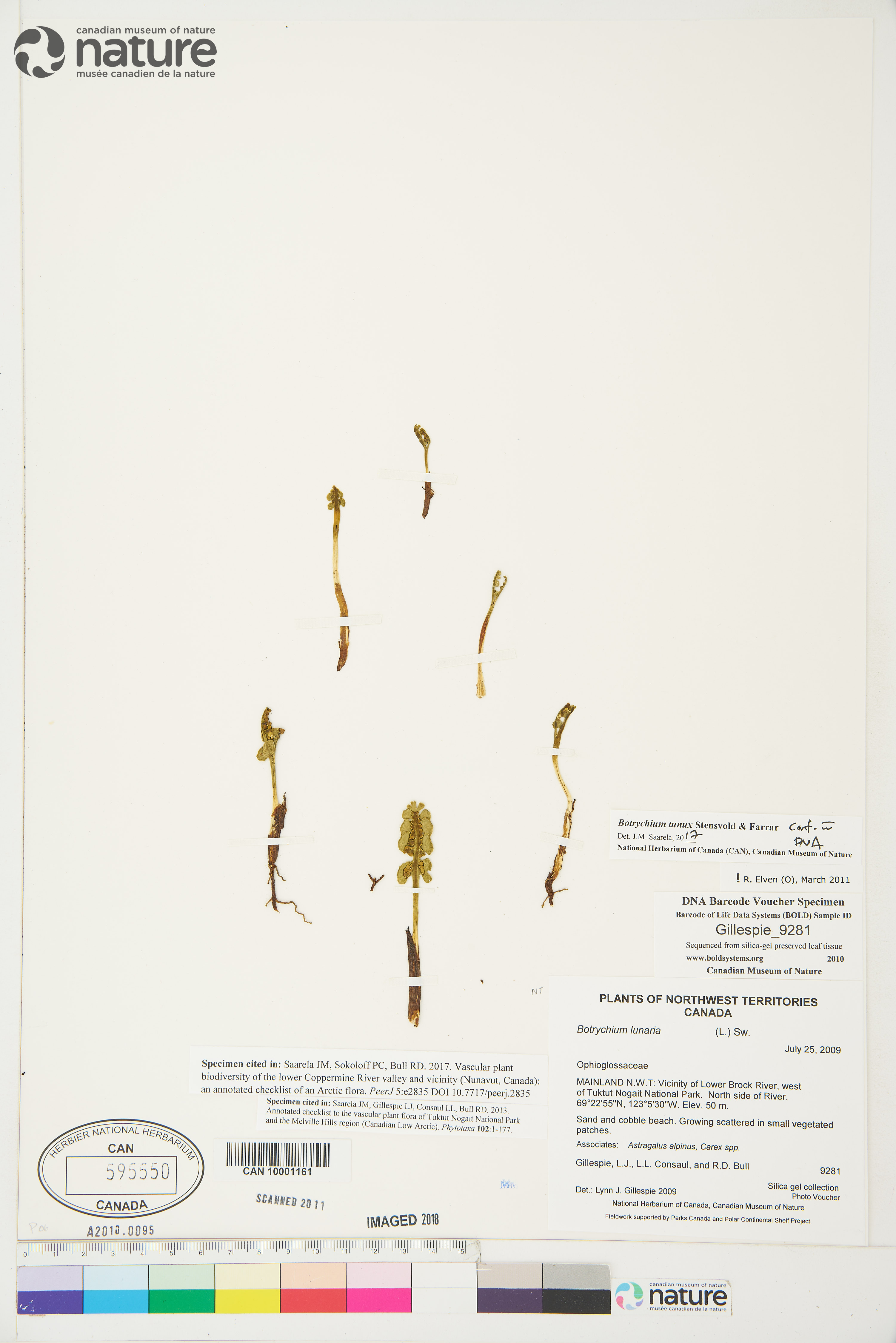 Botrychium tunux image