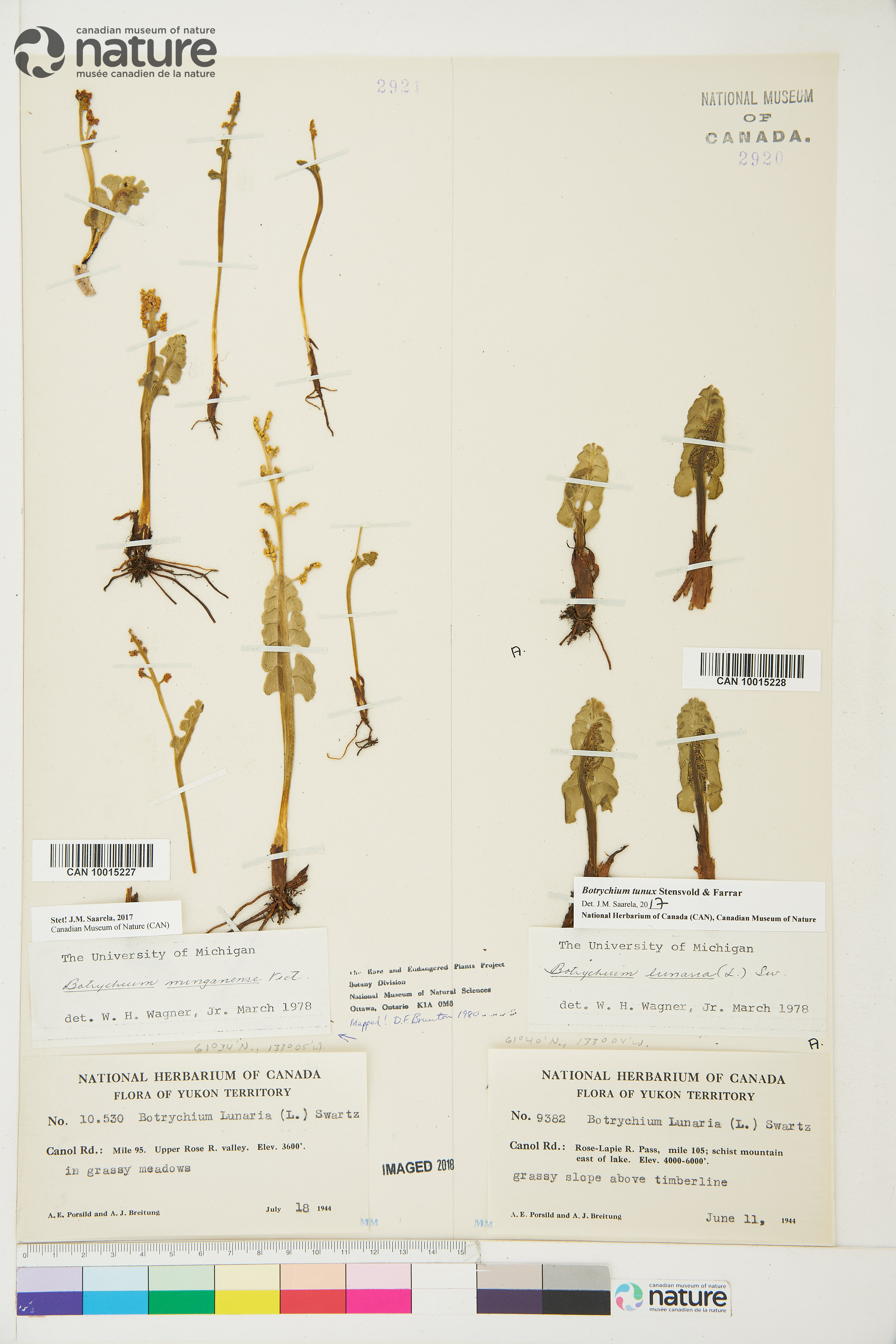 Botrychium minganense image