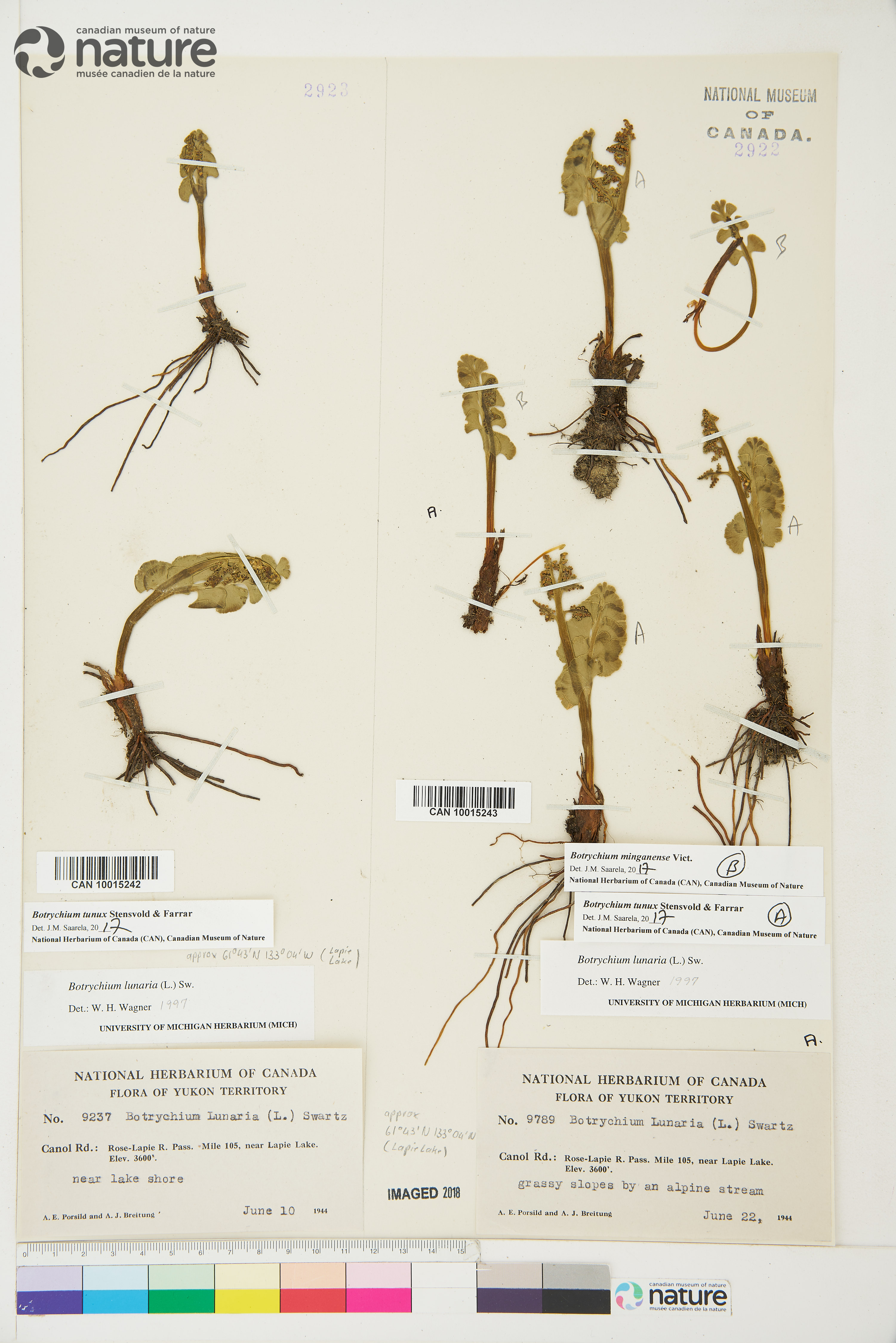Botrychium tunux image