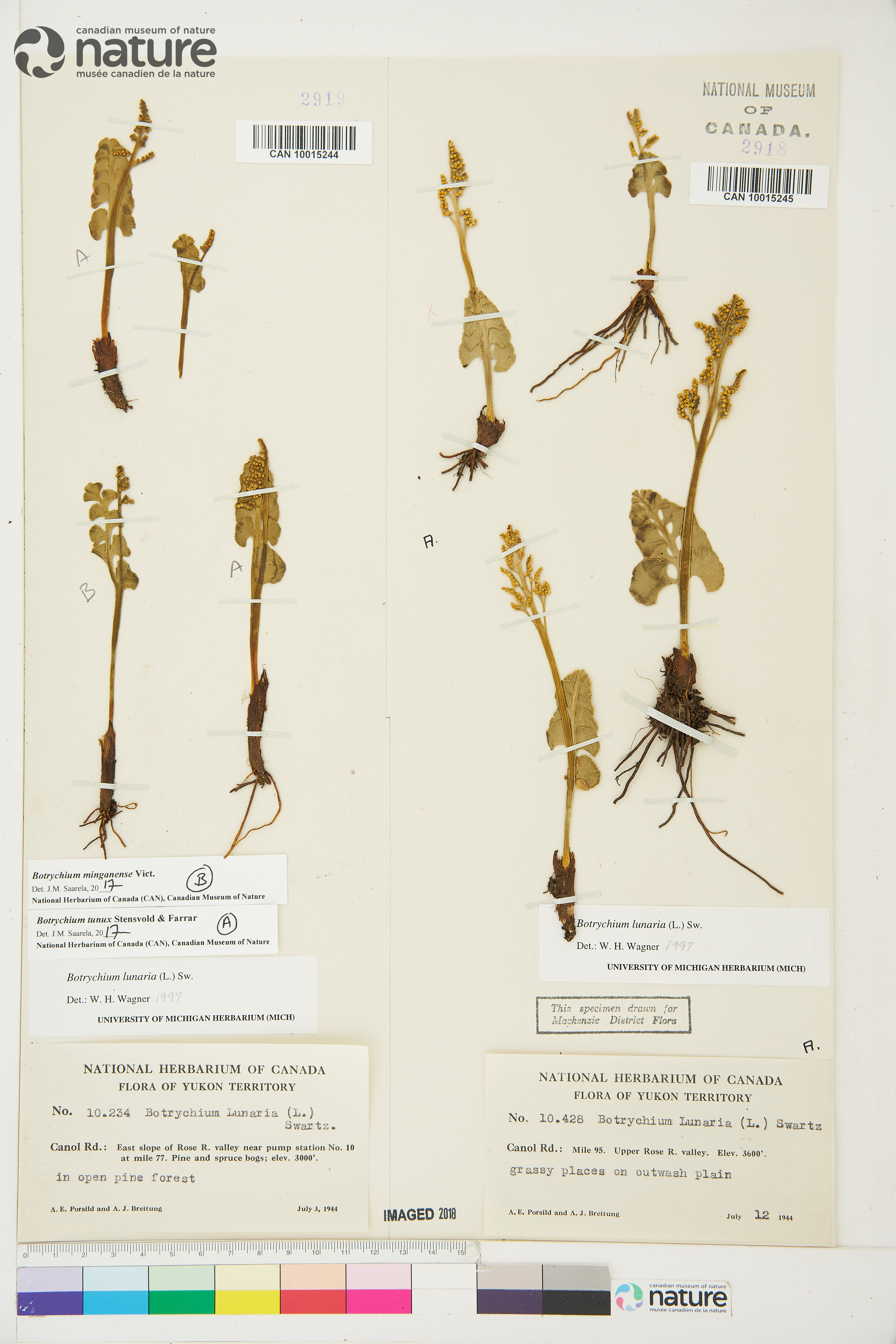 Botrychium tunux image