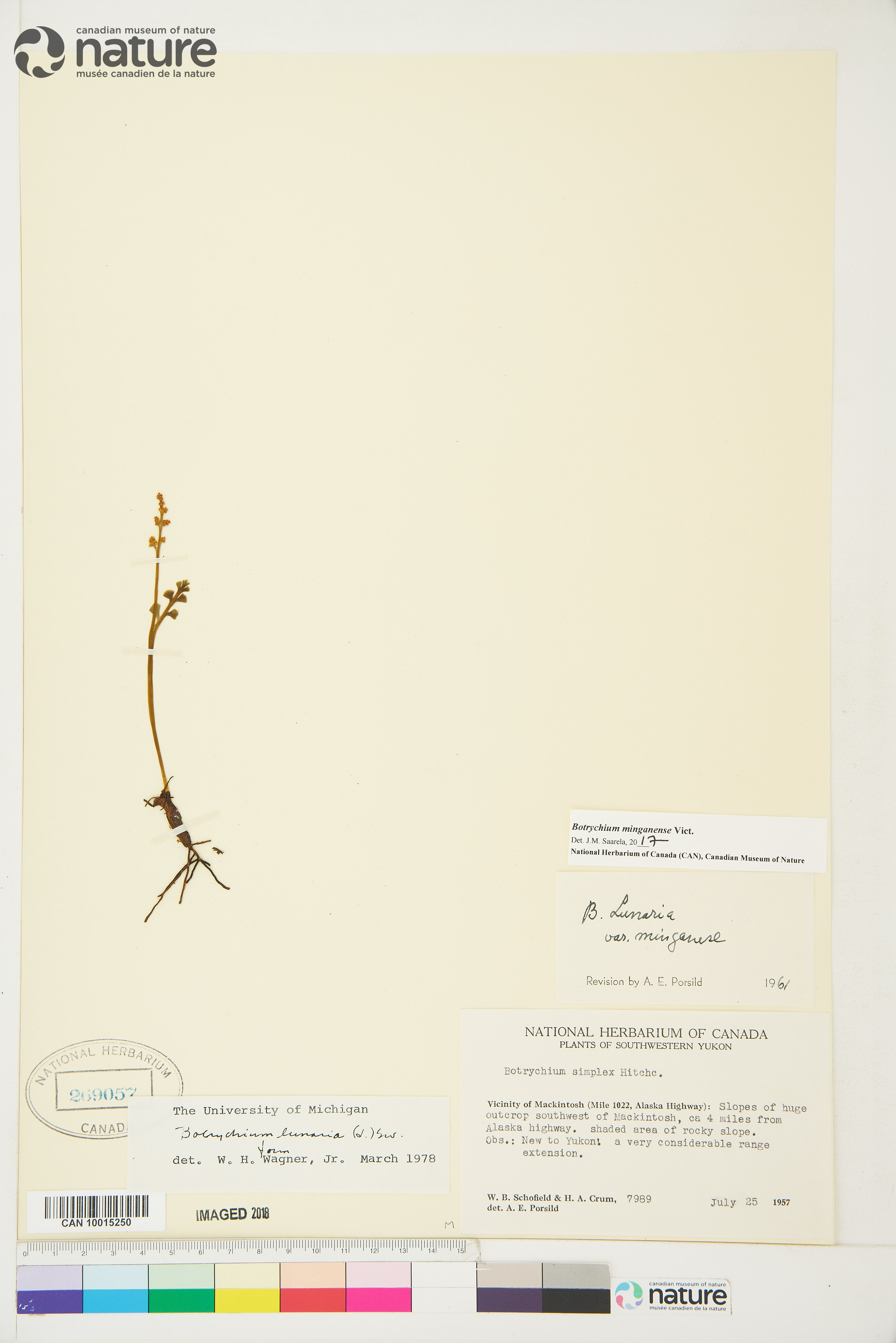 Botrychium minganense image